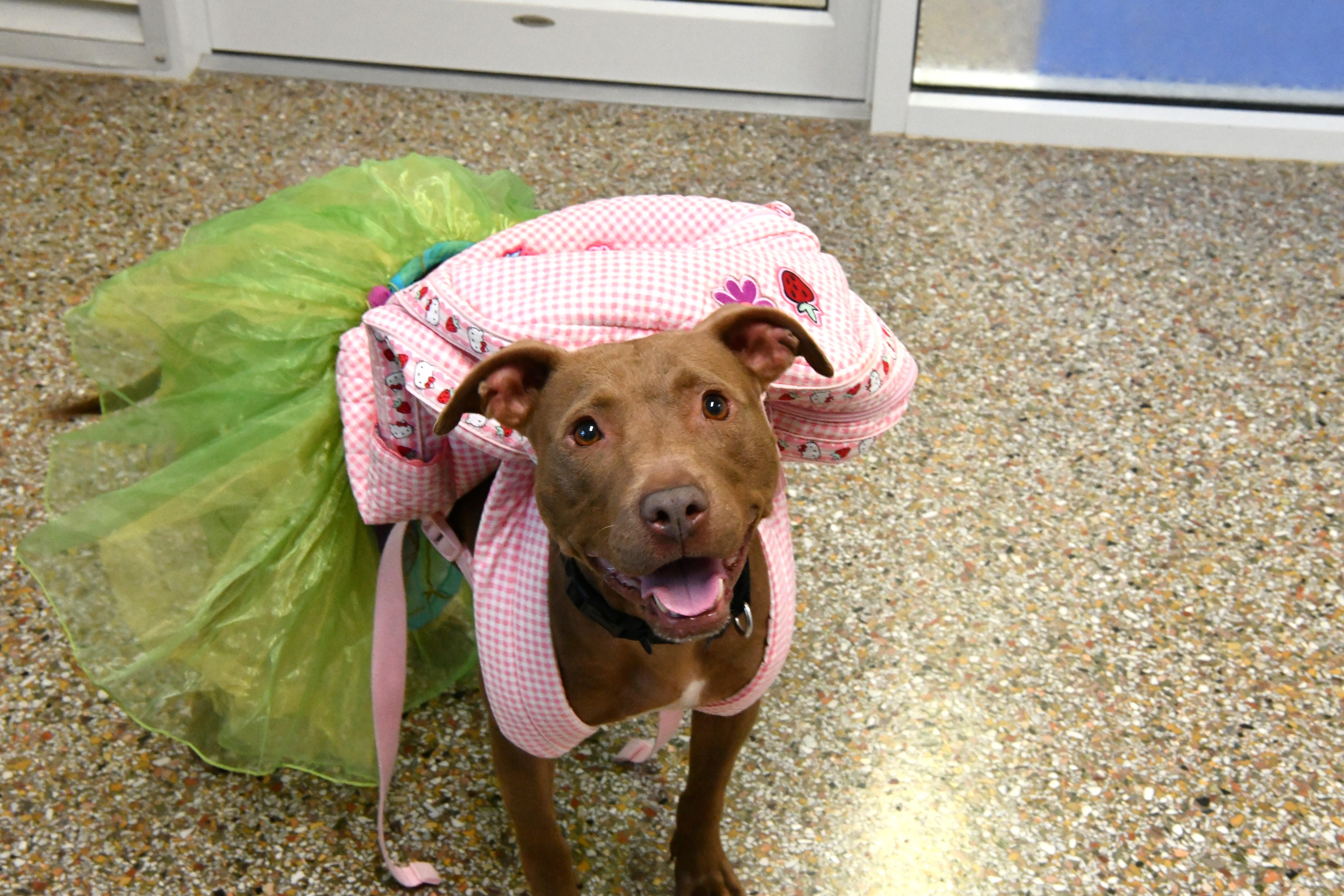 Jasmine, ADOPTABLE, Young Female American Staffordshire Terrier.