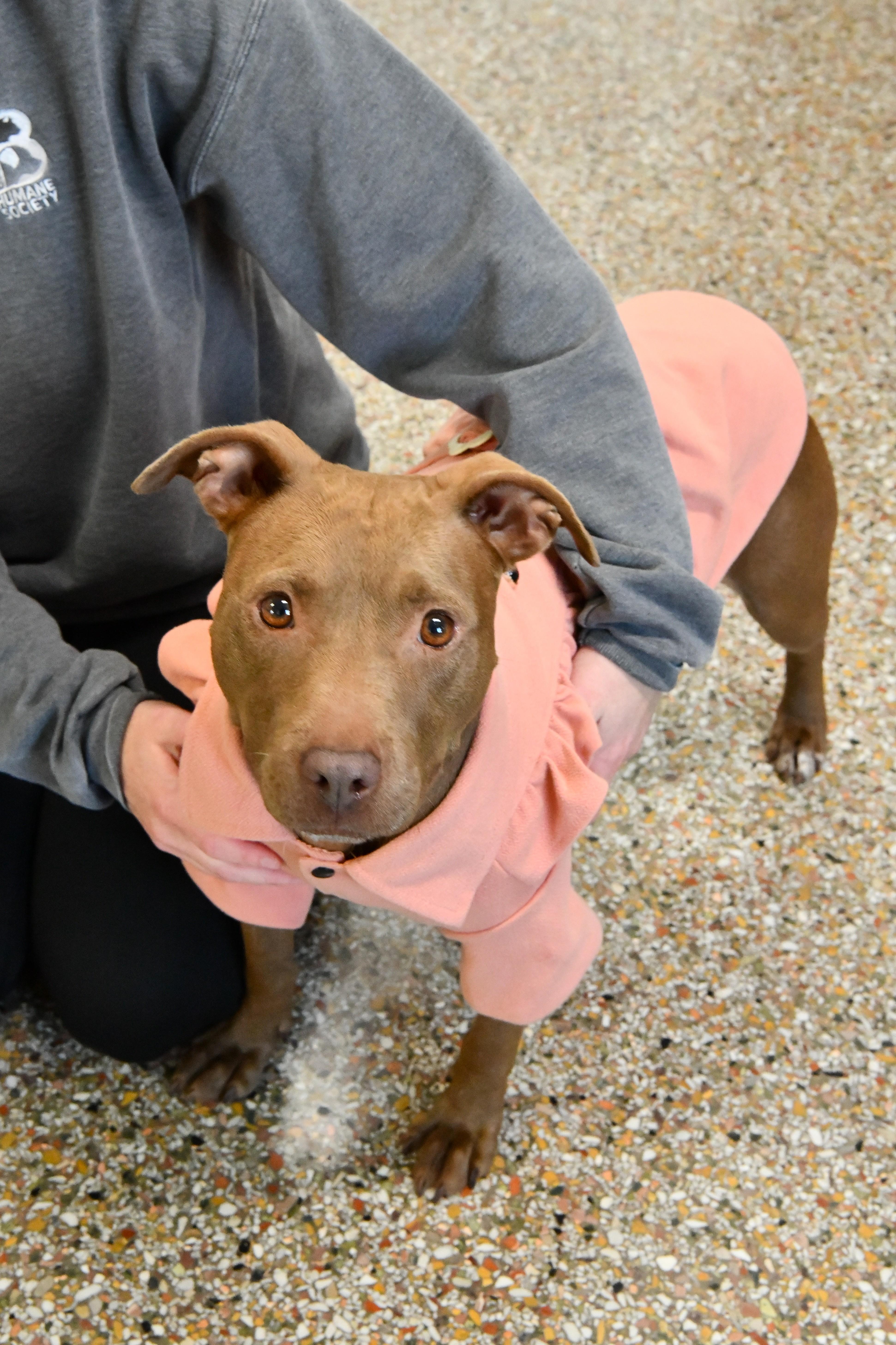Jasmine, a ADOPTABLE mixed breed in Fairhope, AL image 2/2
