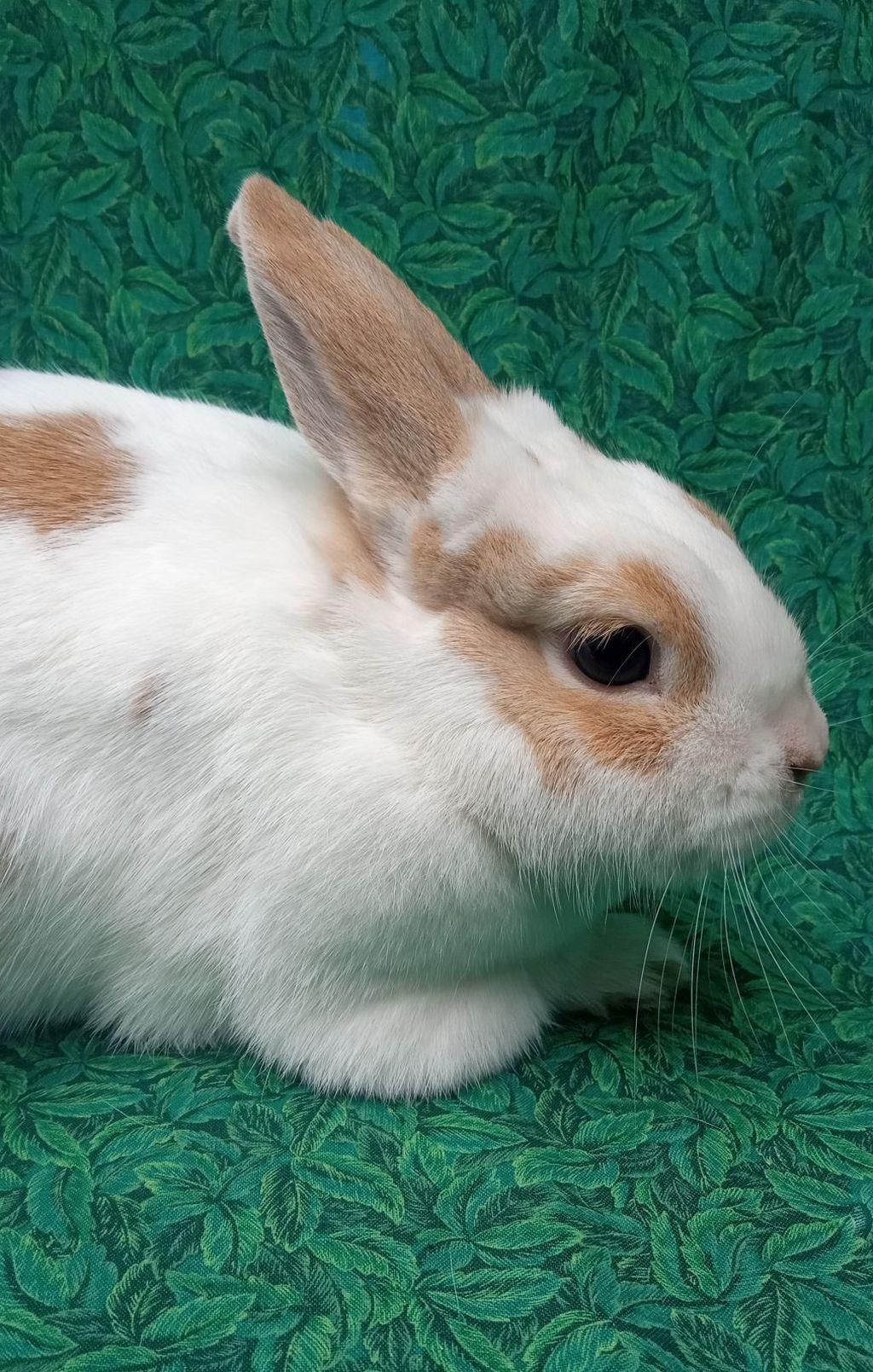 Tiny Tot, Adoptable, Adult Female Rhinelander.