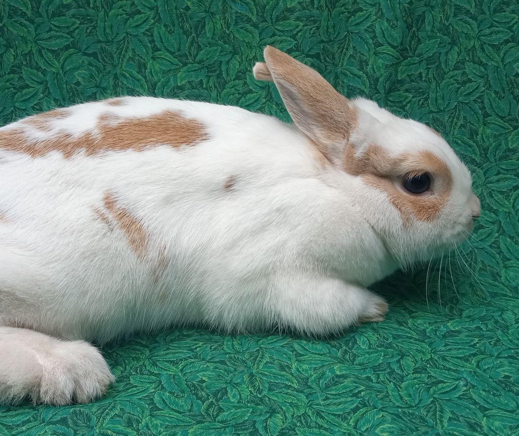 Enlarge Tiny Tot, a Adoptable mixed breed in Goleta, CA image 2/2