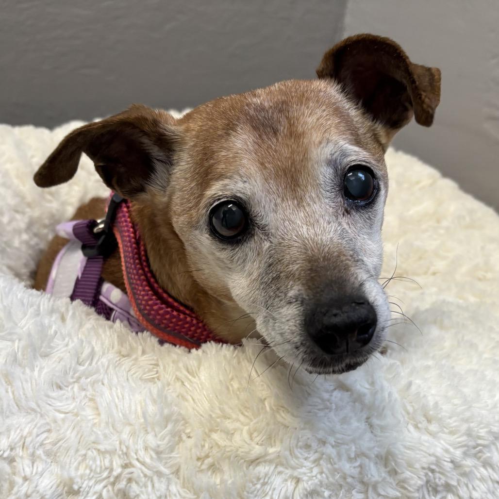 Baguette — thumbnail 2