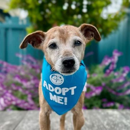 Baguette — thumbnail 3