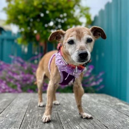 Baguette — thumbnail 5