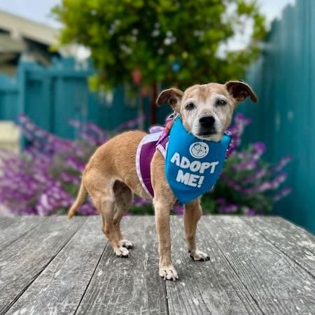 Baguette — thumbnail 6