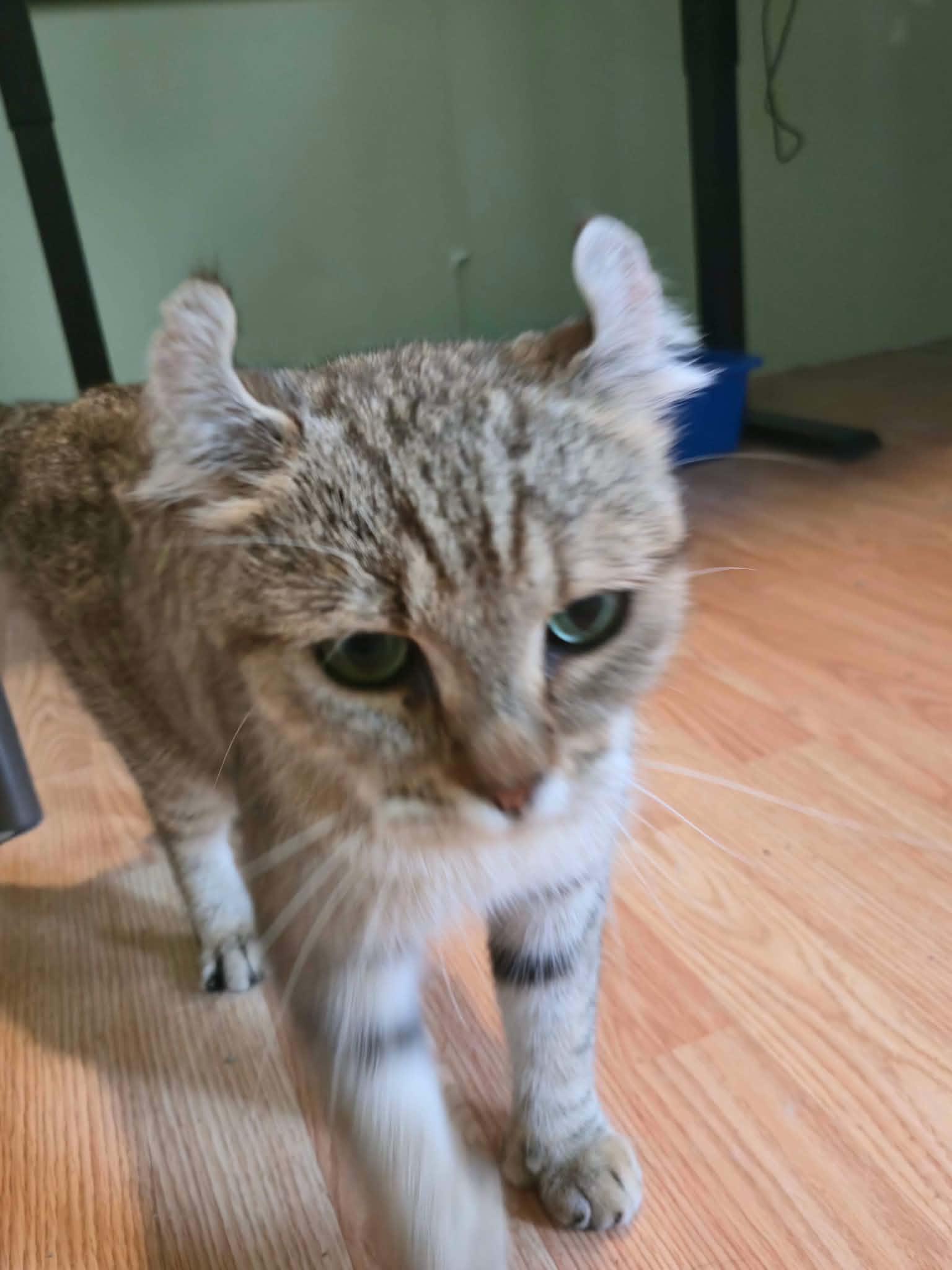 Enlarge Athena, a Adoptable Highland Fold in Montreal, QC image 5/5