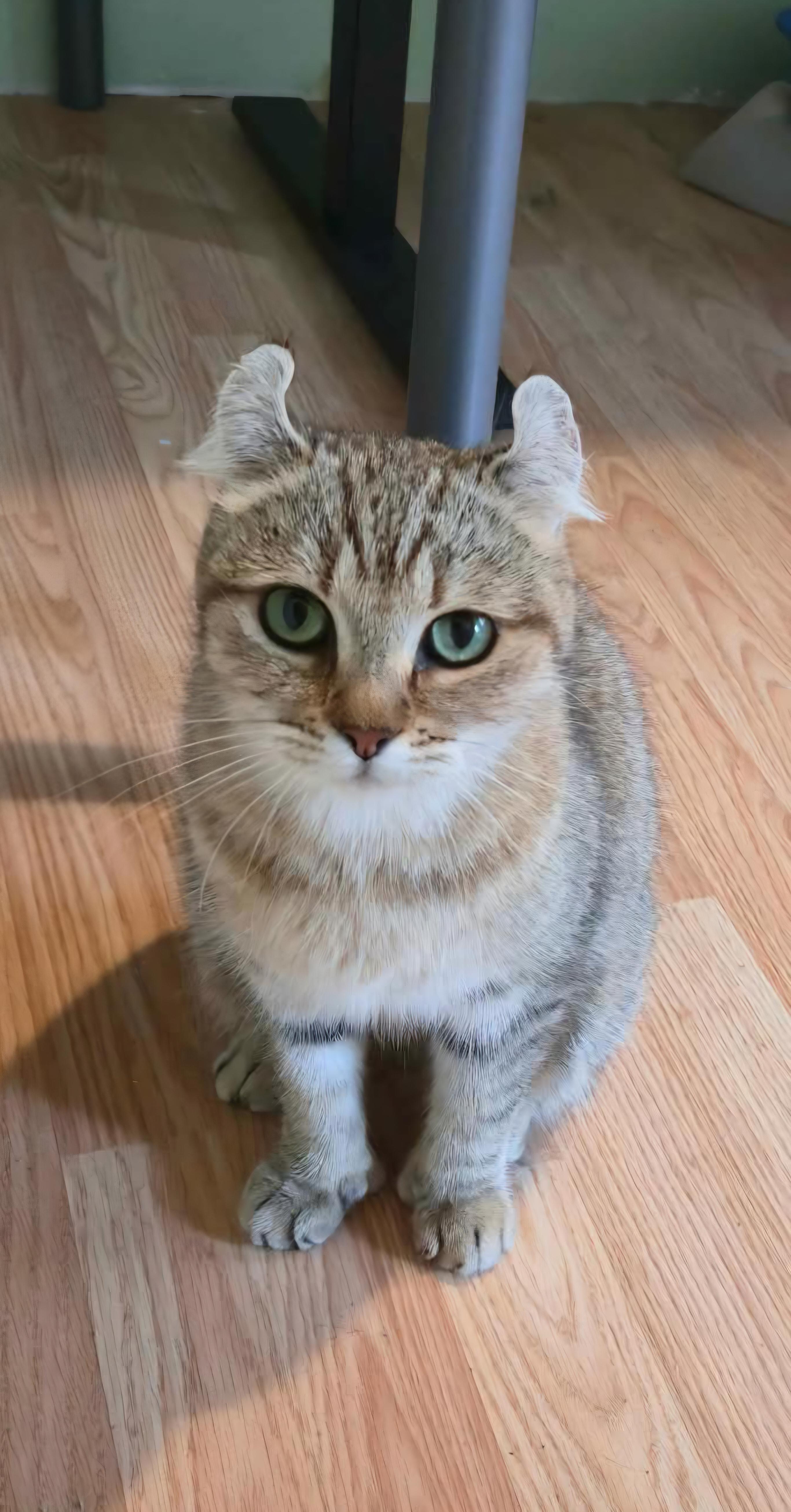 Athena, Adoptable, Adult Female Highland Fold.