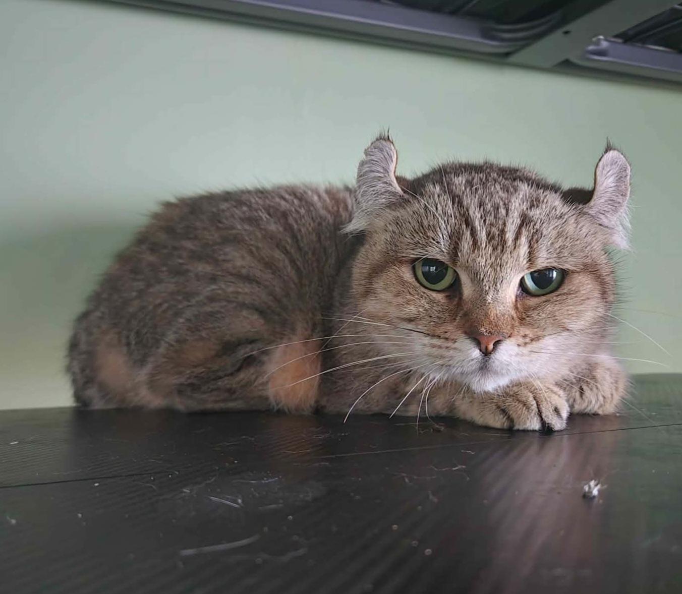 Enlarge Athena, a Adoptable Highland Fold in Montreal, QC image 3/5