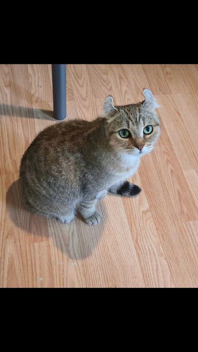 Enlarge Athena, a Adoptable Highland Fold in Montreal, QC video 4/5