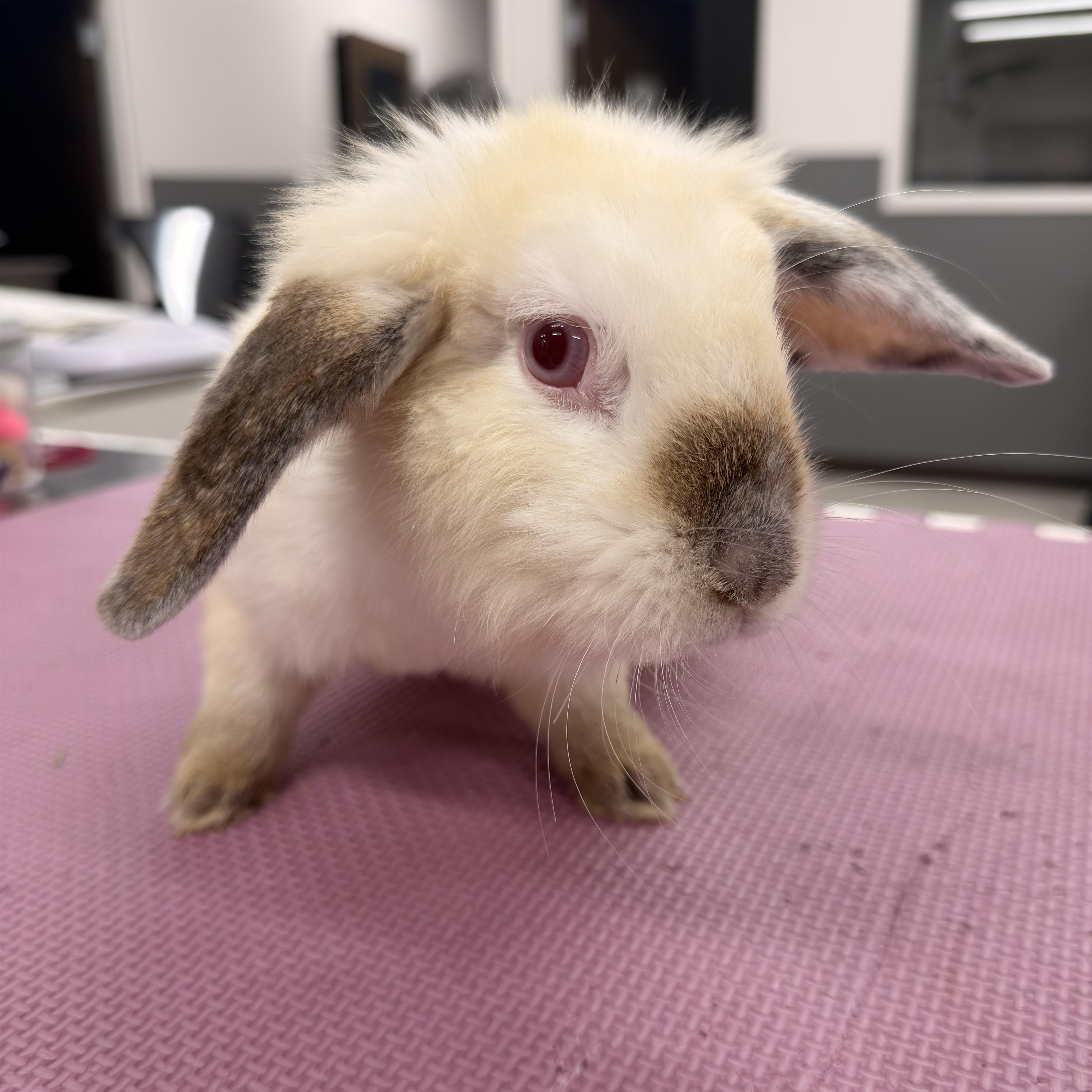 Bugsy, ADOPTABLE, Adult Female Holland Lop.