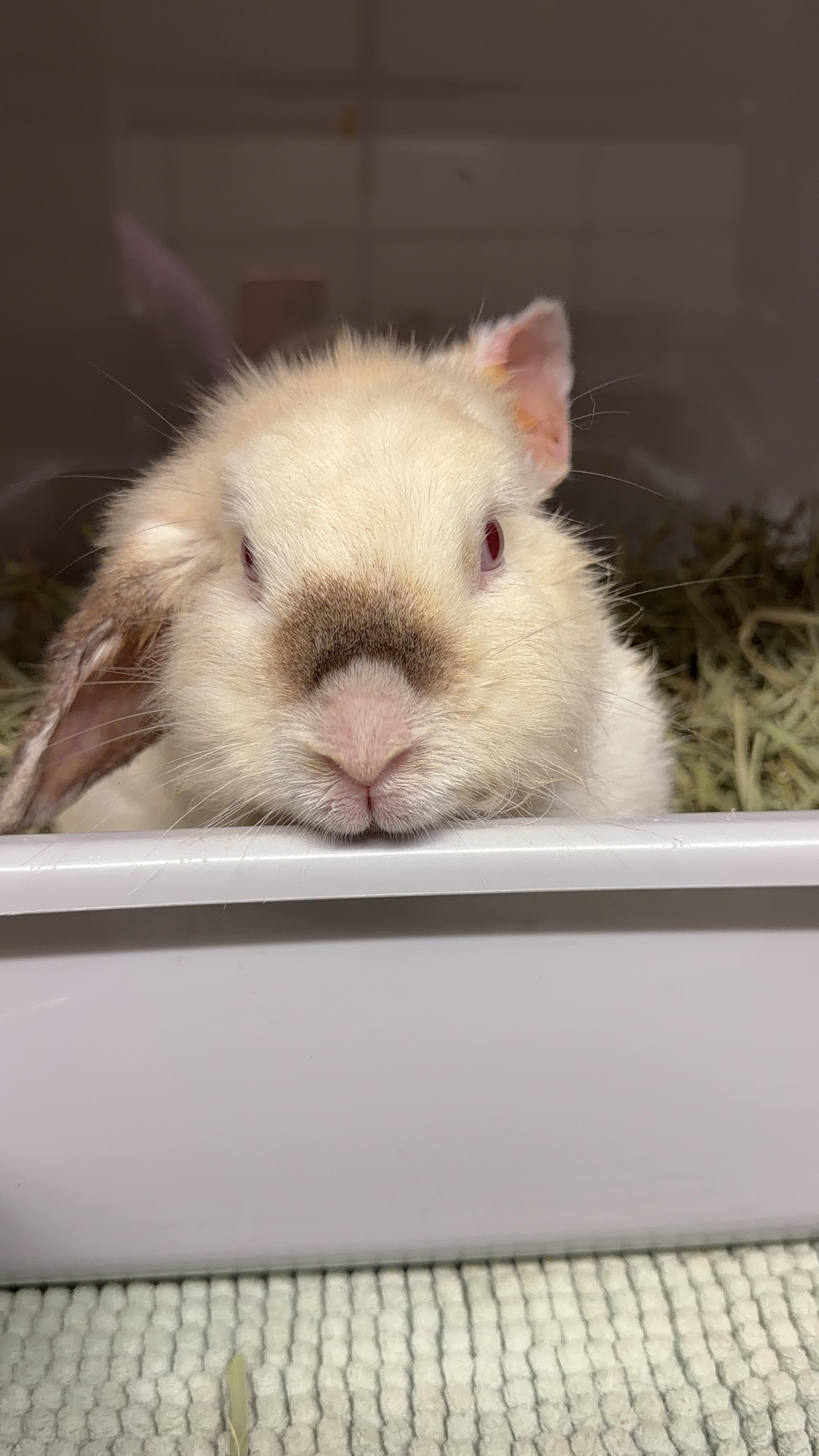 Bugsy, a ADOPTABLE mixed breed in North Little Rock, AR image 2/3