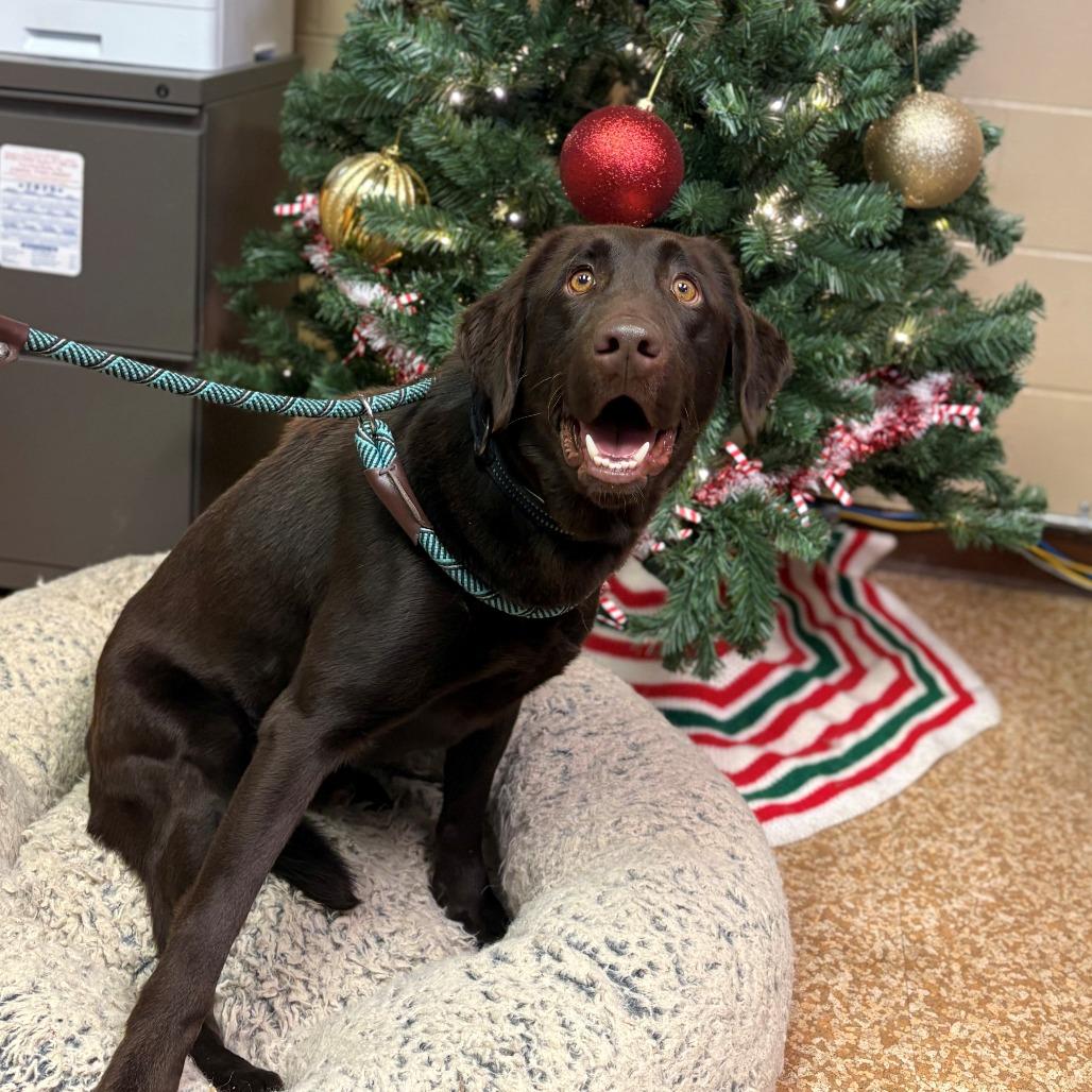 Spinner, Adoptable, Young Male Chocolate Labrador Retriever.