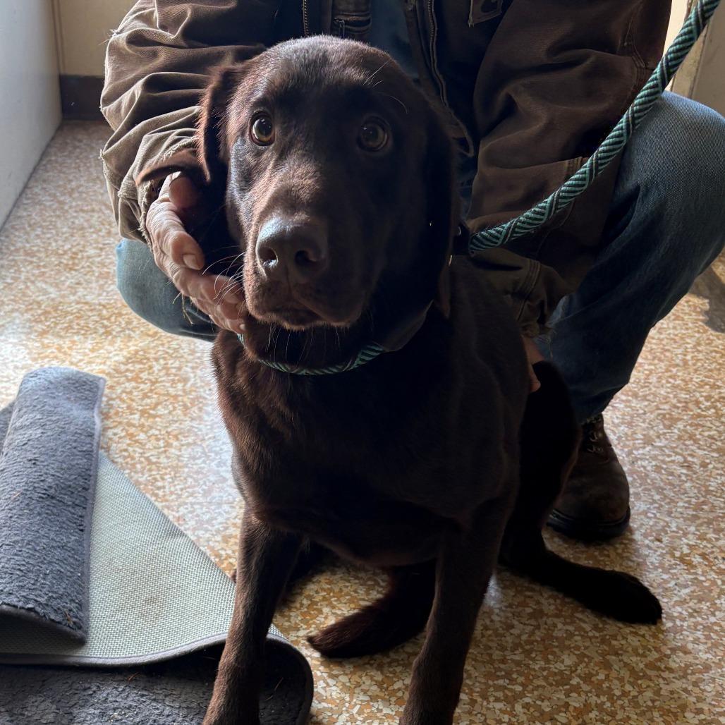 Enlarge Spinner, a Adoptable Chocolate Labrador Retriever in Chehalis, WA image 2/2