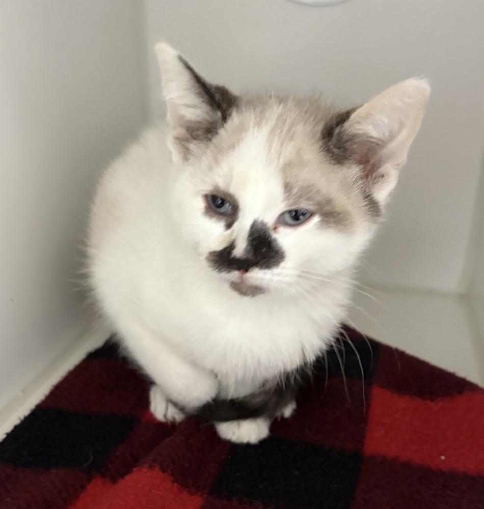 Star, Adopted, Kitten Female Domestic Short Hair & Siamese.