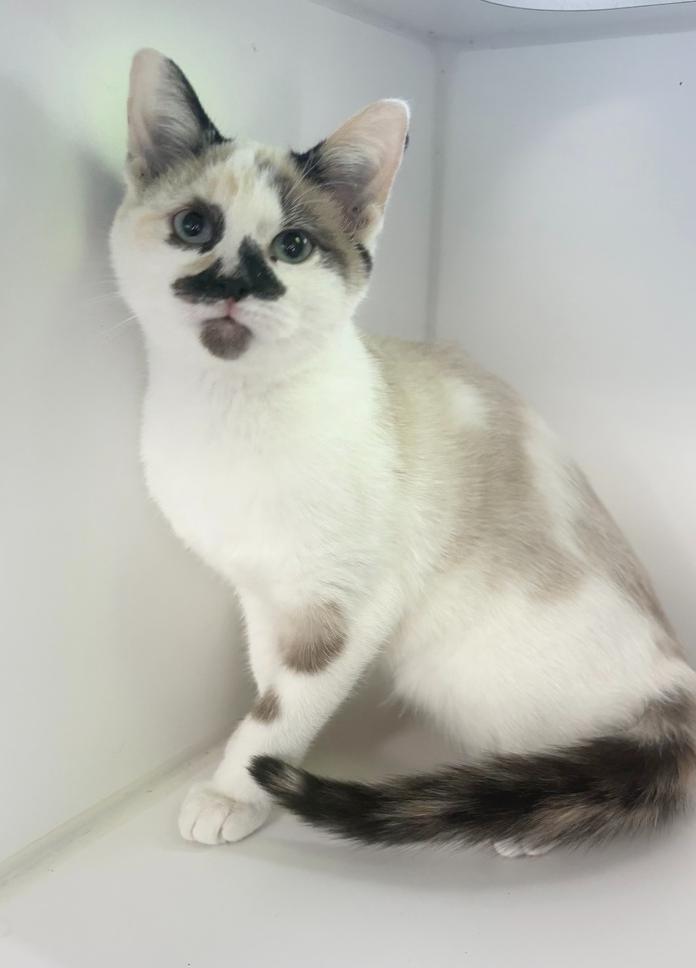 Star, a Adopted mixed breed in Rochester, IN image 2/2