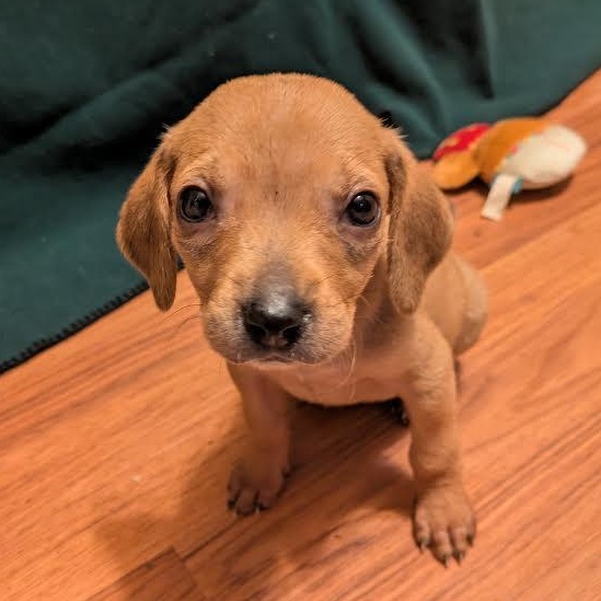 Stagecoach, a ADOPTABLE mixed breed in Midlothian, VA image 2/4