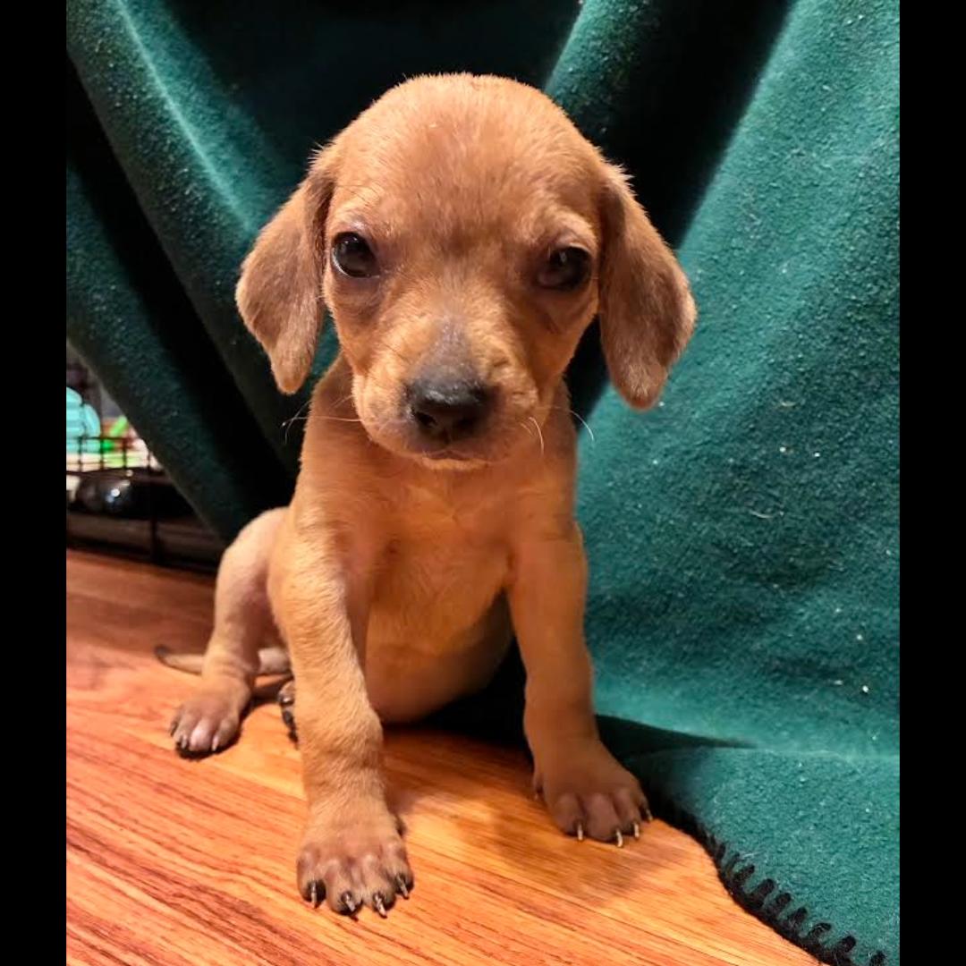 Stagecoach, ADOPTABLE, Puppy Female Chihuahua.