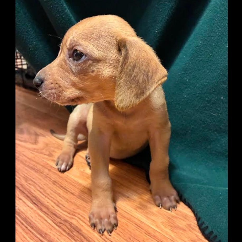 Stagecoach, a ADOPTABLE mixed breed in Midlothian, VA image 4/4