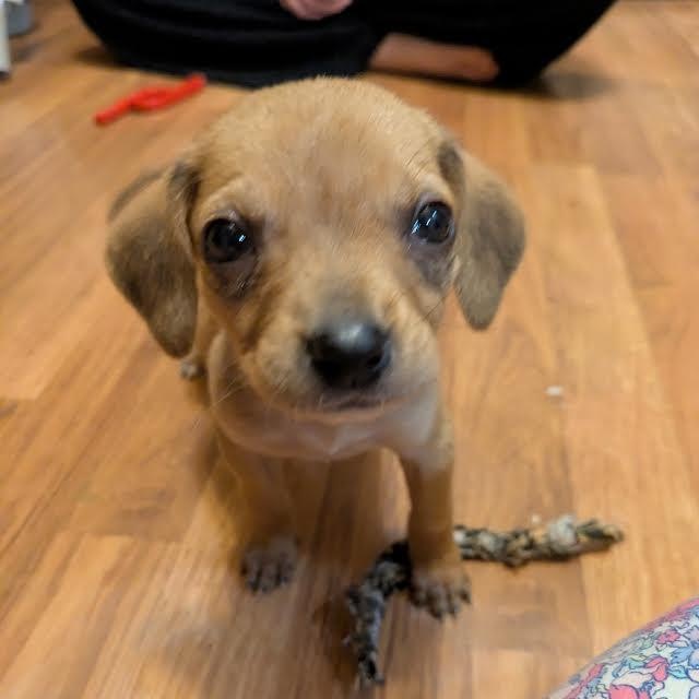 Stagecoach, a ADOPTABLE mixed breed in Midlothian, VA image 3/4
