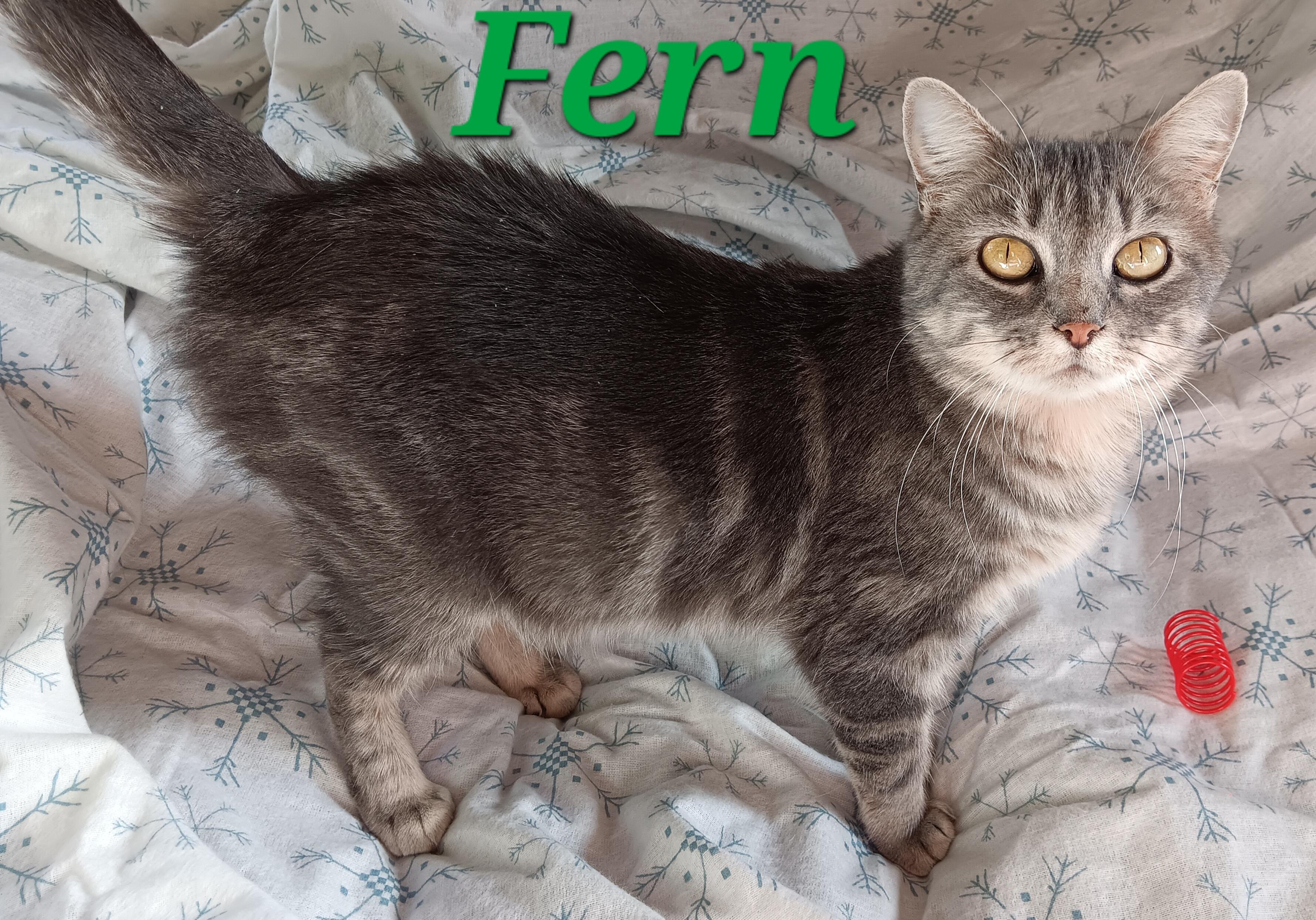 Fern, a ADOPTABLE mixed breed in Peoria, IL image 2/2