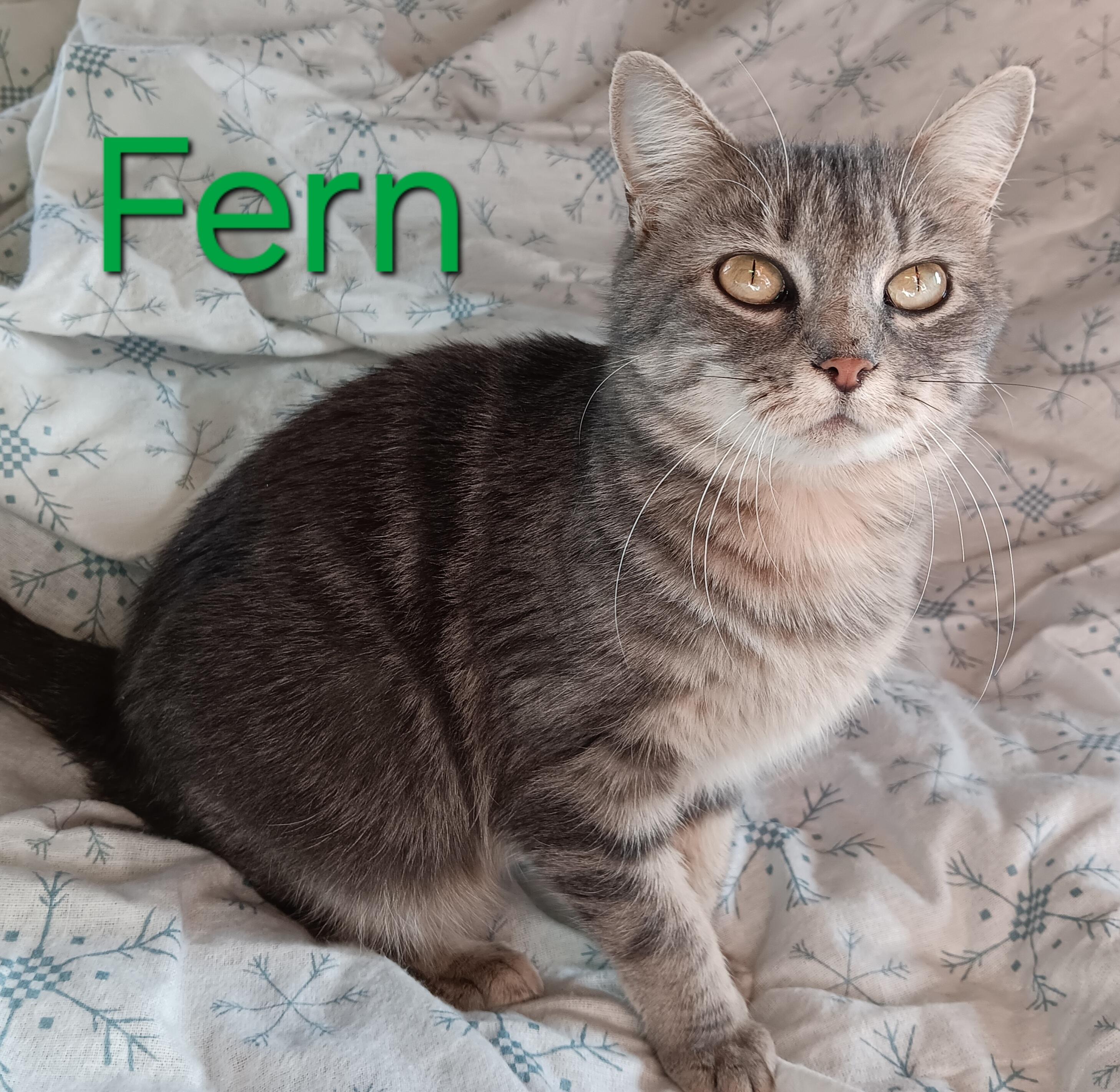 Fern, a ADOPTABLE mixed breed in Peoria, IL image 1/2