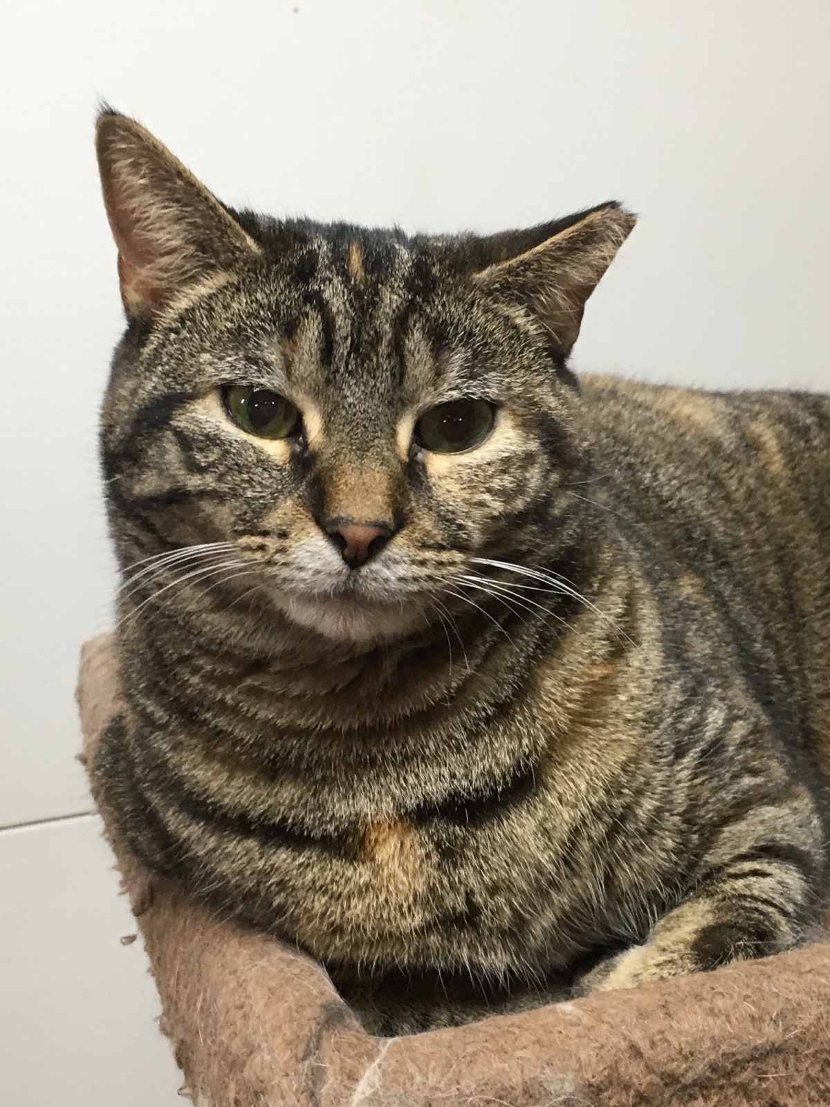 Mia, a Adoptable Domestic Short Hair in Springfield, PA image 1/6