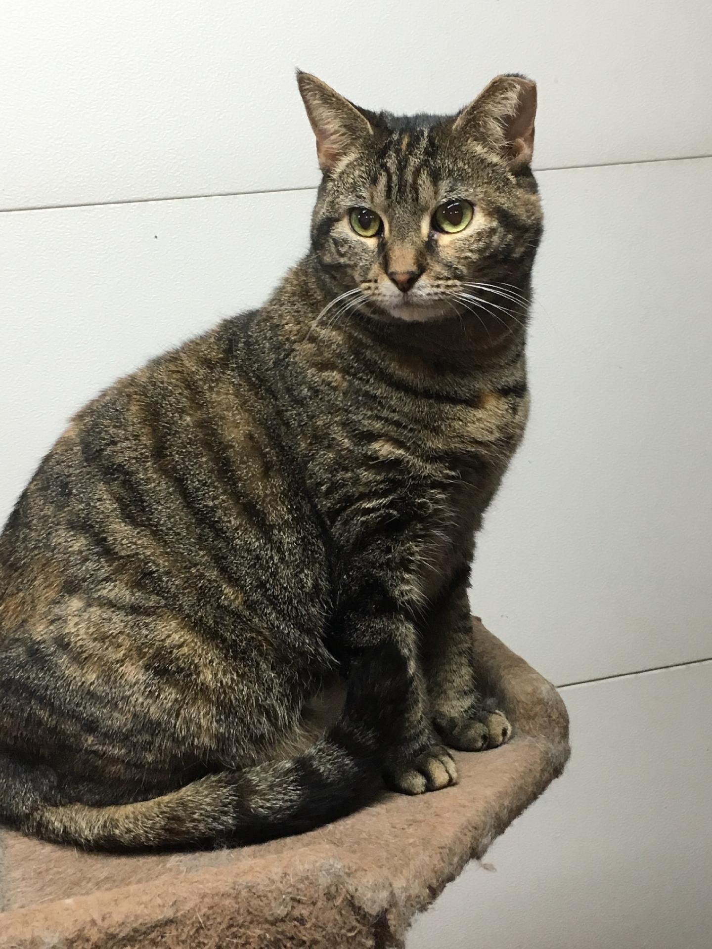 Mia, a Adoptable Domestic Short Hair in Springfield, PA image 2/6