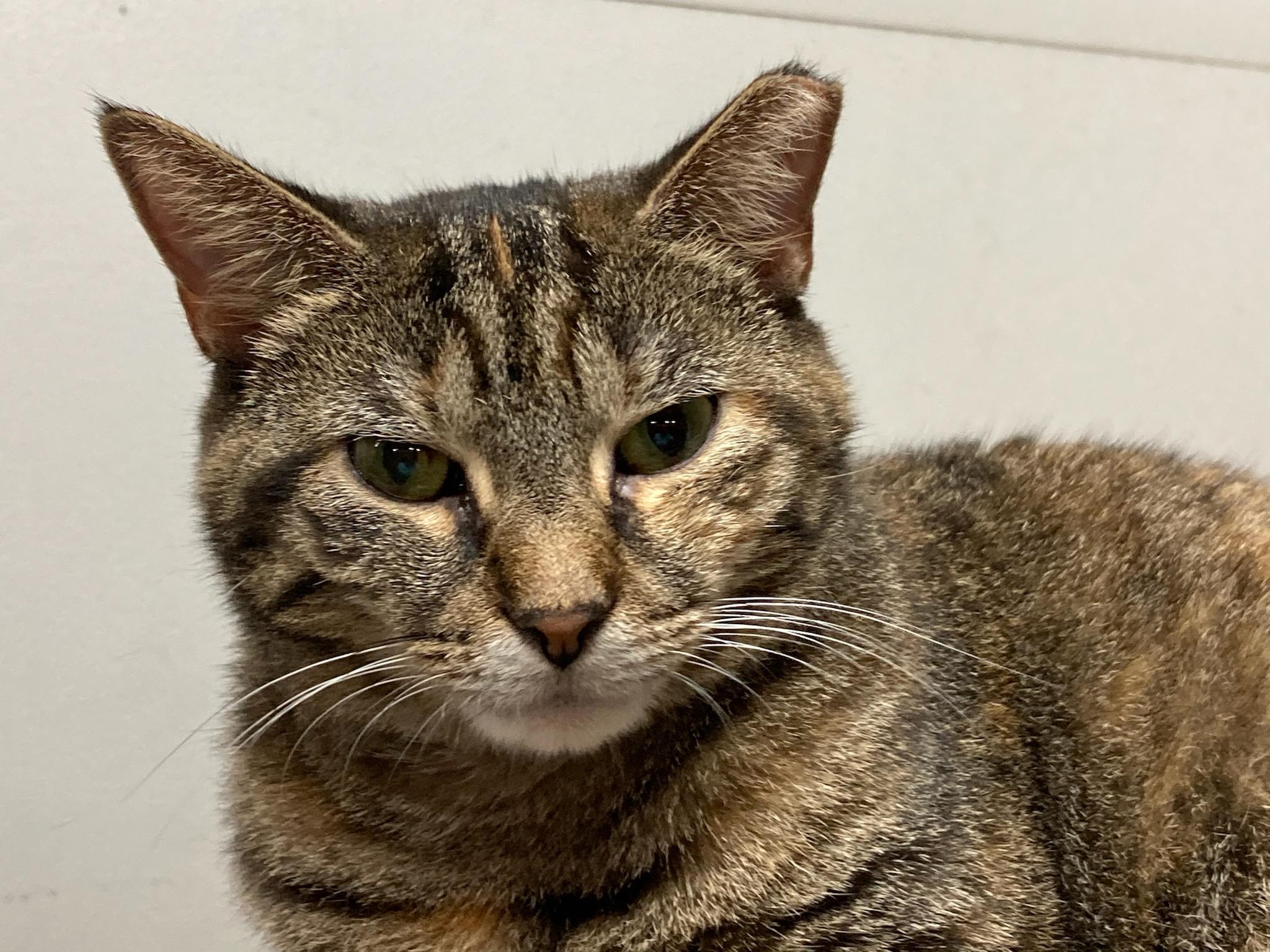 Mia, a Adoptable Domestic Short Hair in Springfield, PA image 3/6