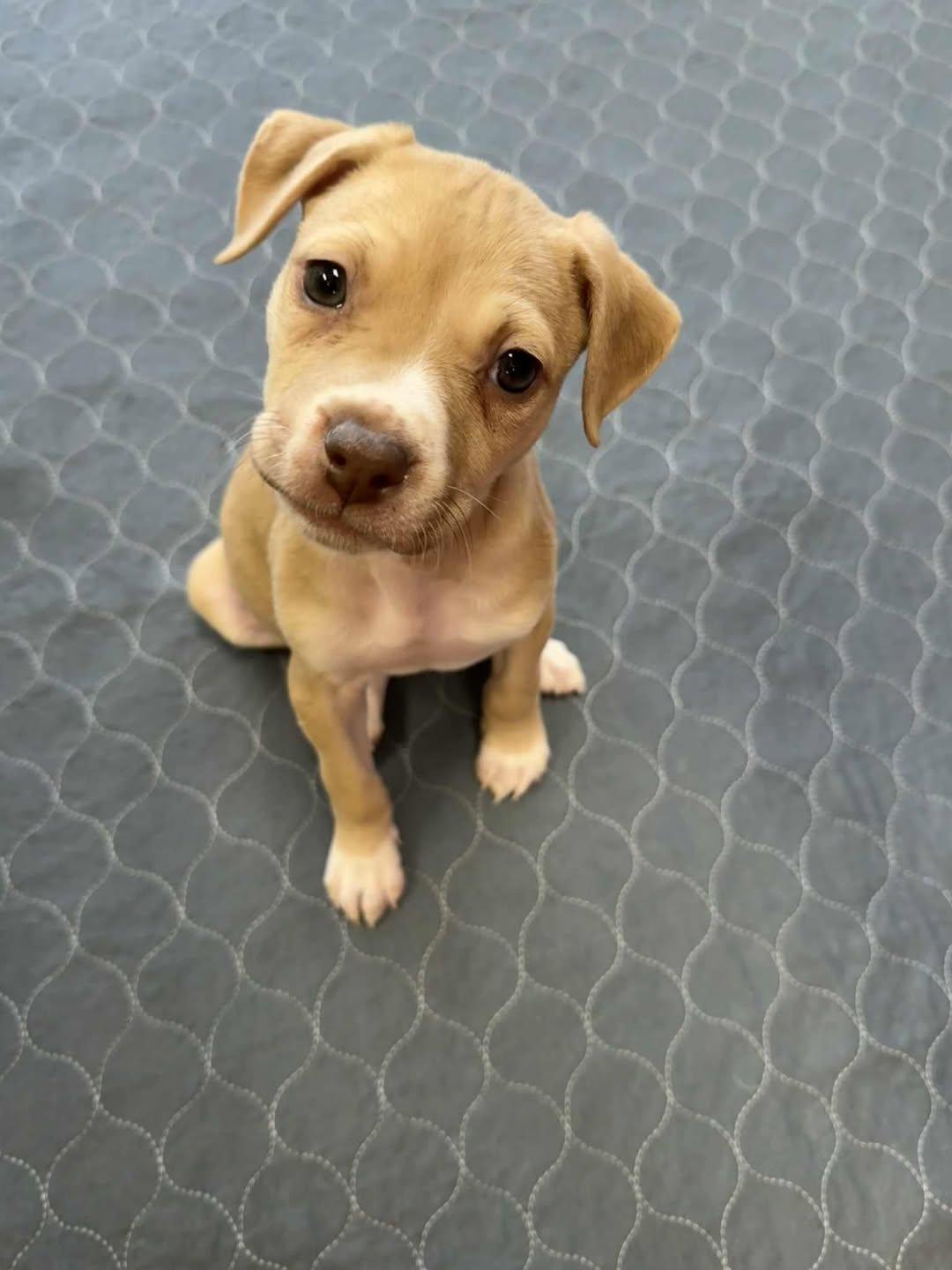 Cupid, ADOPTABLE, Puppy Female Mixed Breed.