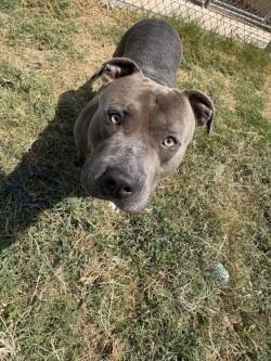 Bubba, Adoptable, Adult Male Pit Bull Terrier & Mixed Breed.