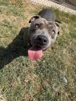 Bubba, a Adoptable mixed breed in Balch Springs, TX image 2/3