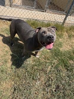 Bubba, a Adoptable mixed breed in Balch Springs, TX image 3/3