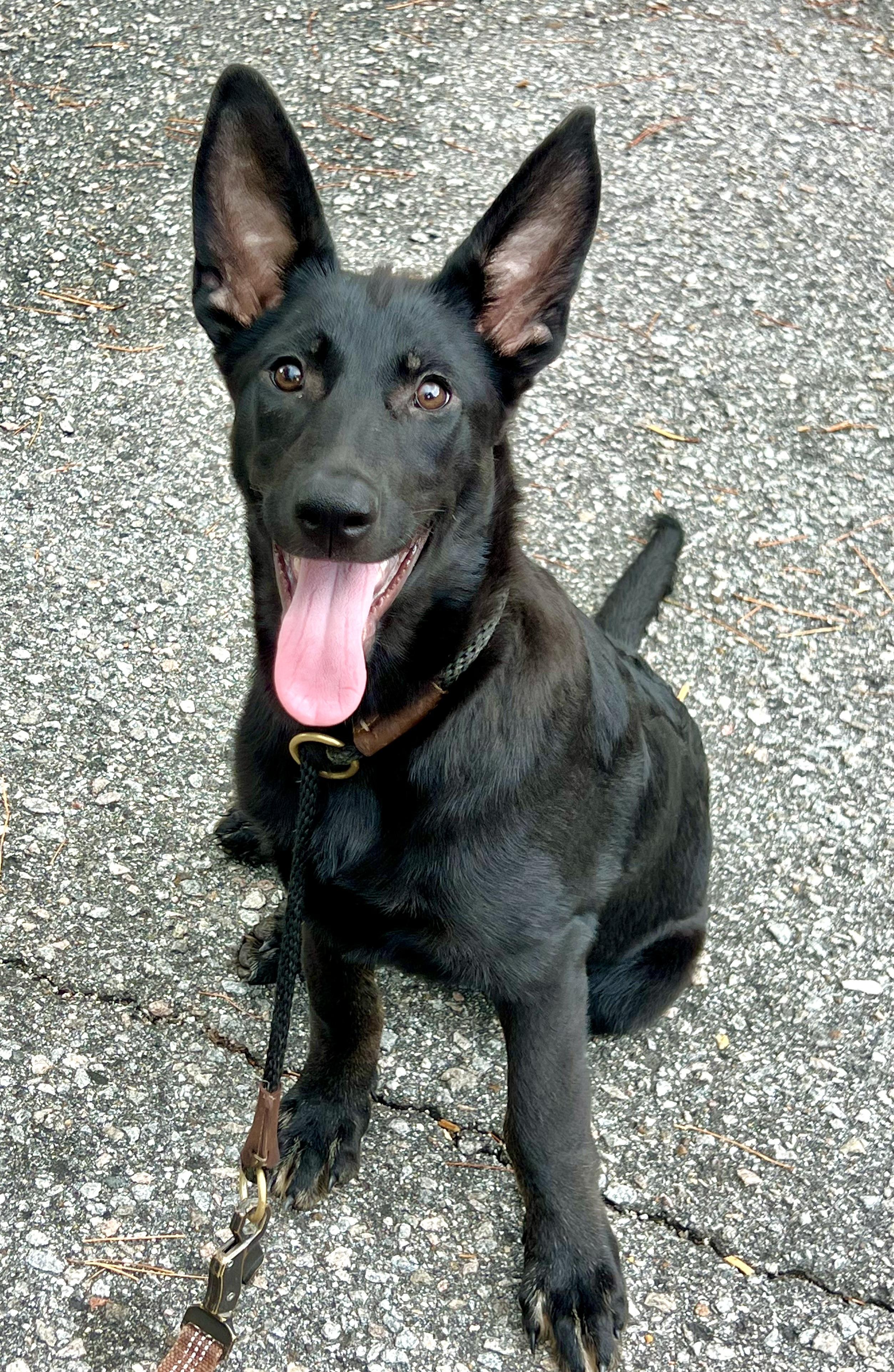 David, a ADOPTABLE mixed breed in Mt Pleasant, SC image 4/6