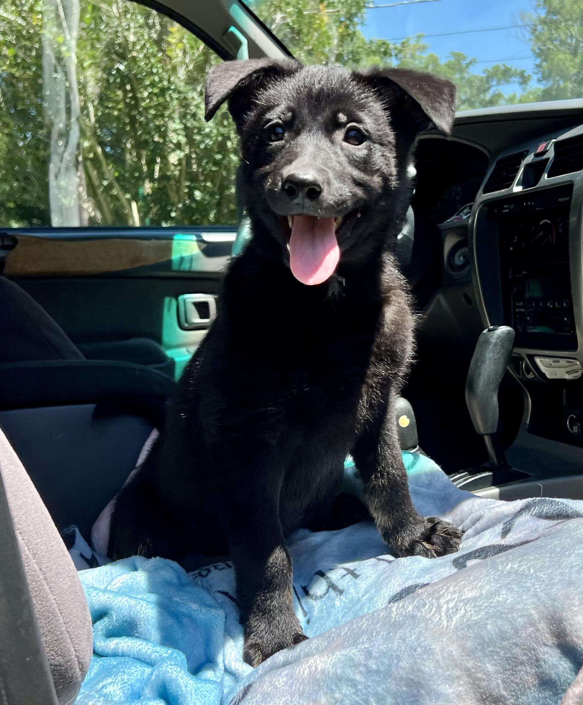 David, a ADOPTABLE mixed breed in Mt Pleasant, SC image 2/6