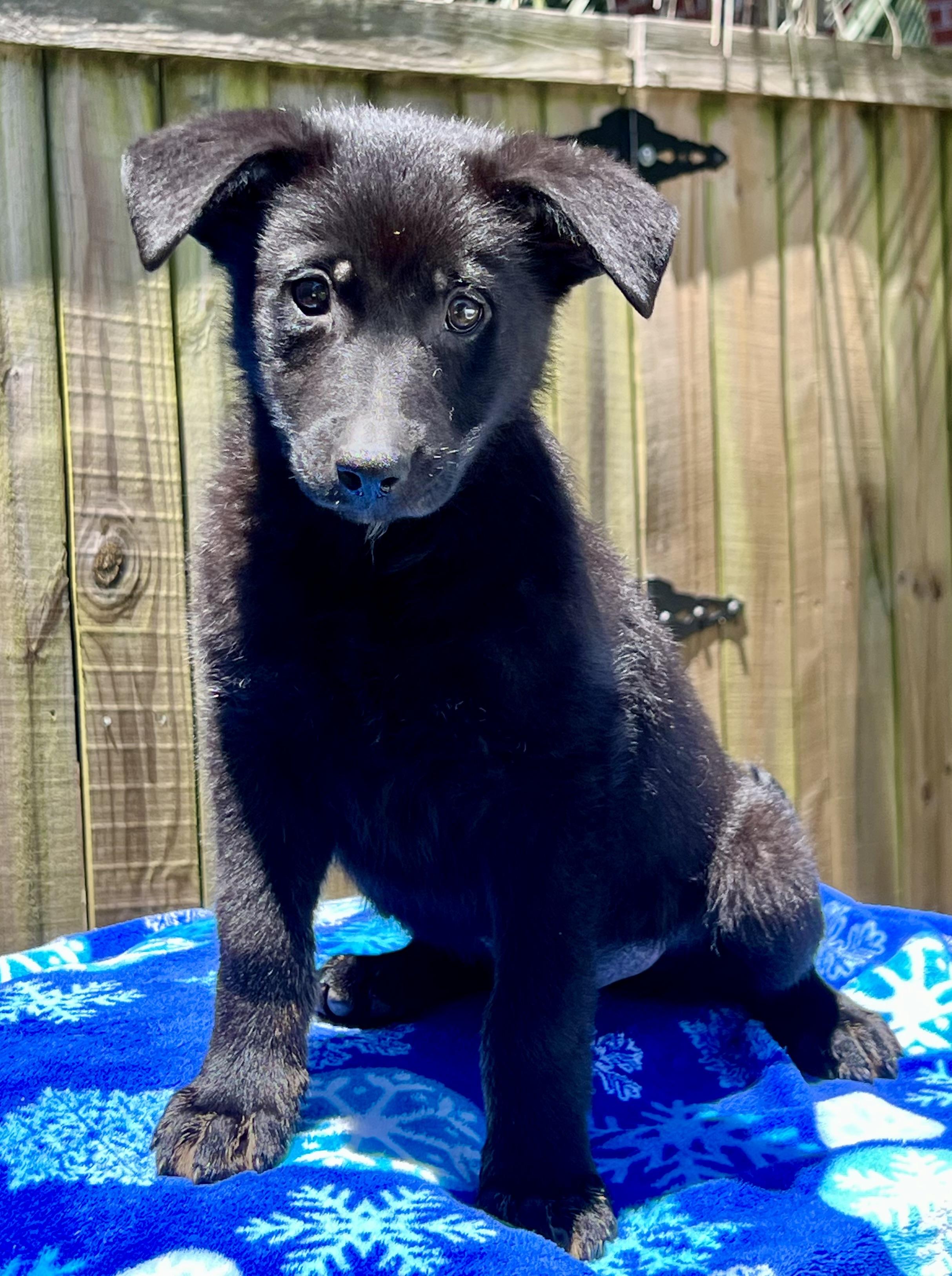 David, a ADOPTABLE mixed breed in Mt Pleasant, SC image 3/6