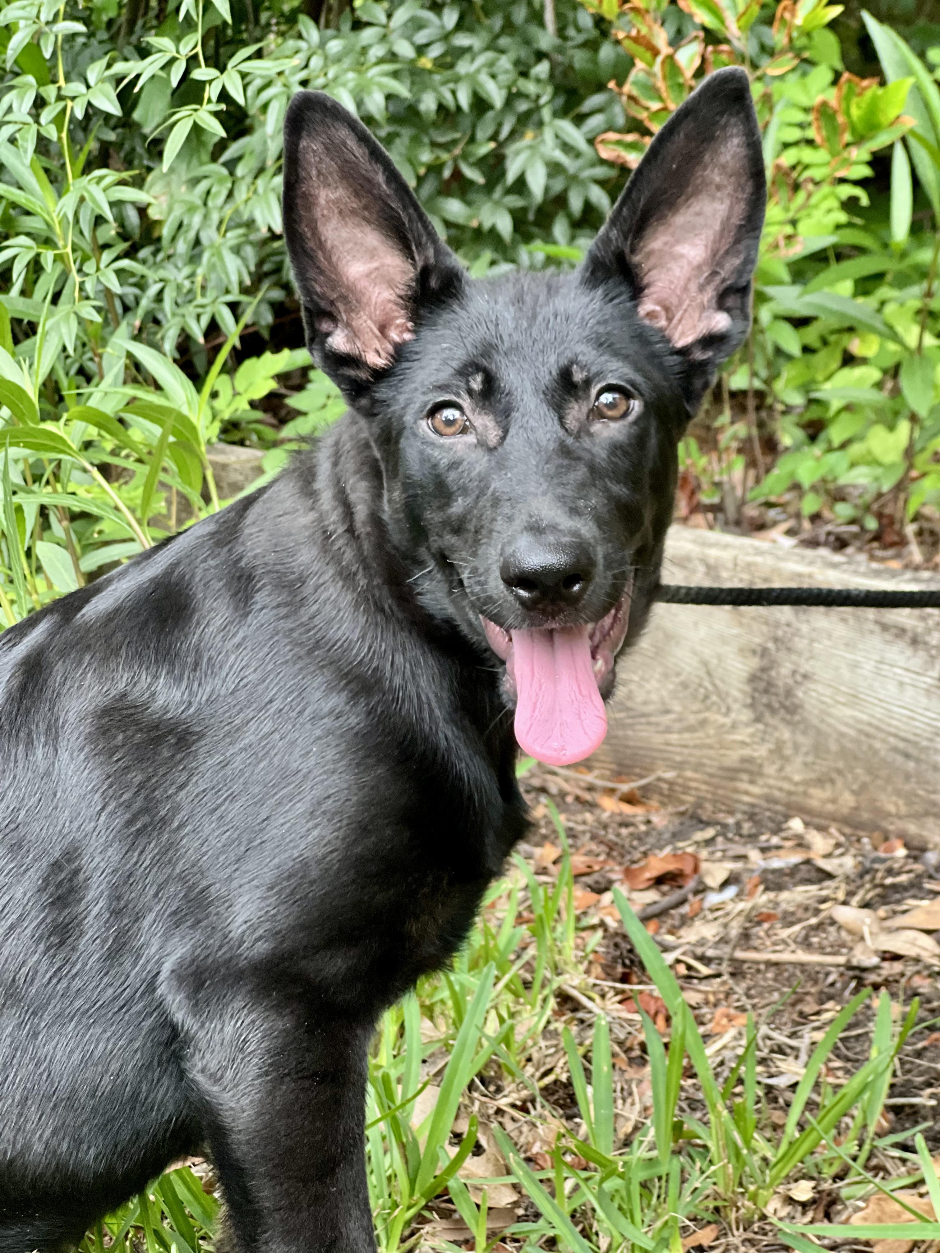 David, a ADOPTABLE mixed breed in Mt Pleasant, SC image 3/6