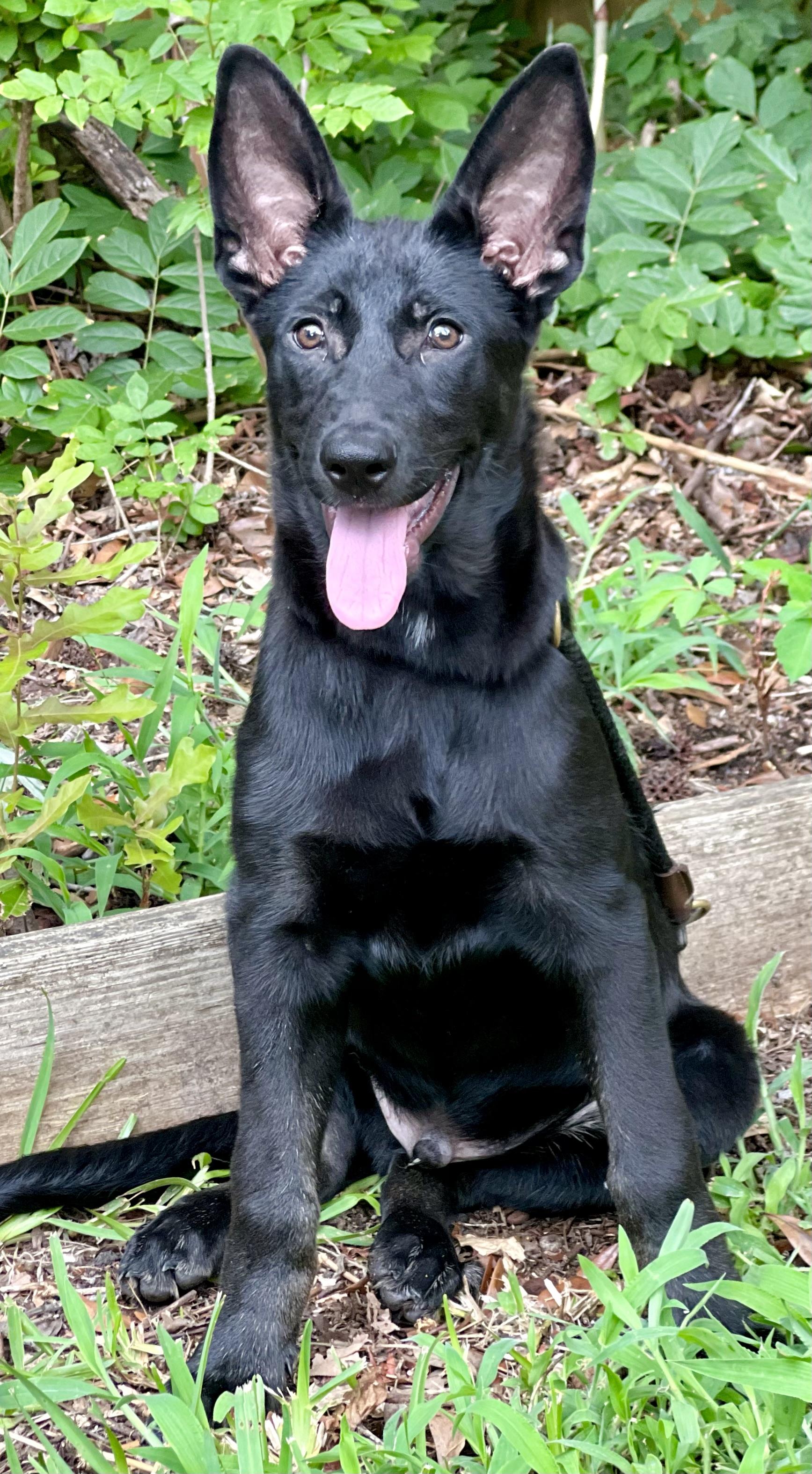 David, ADOPTABLE, Puppy Male Mixed Breed.