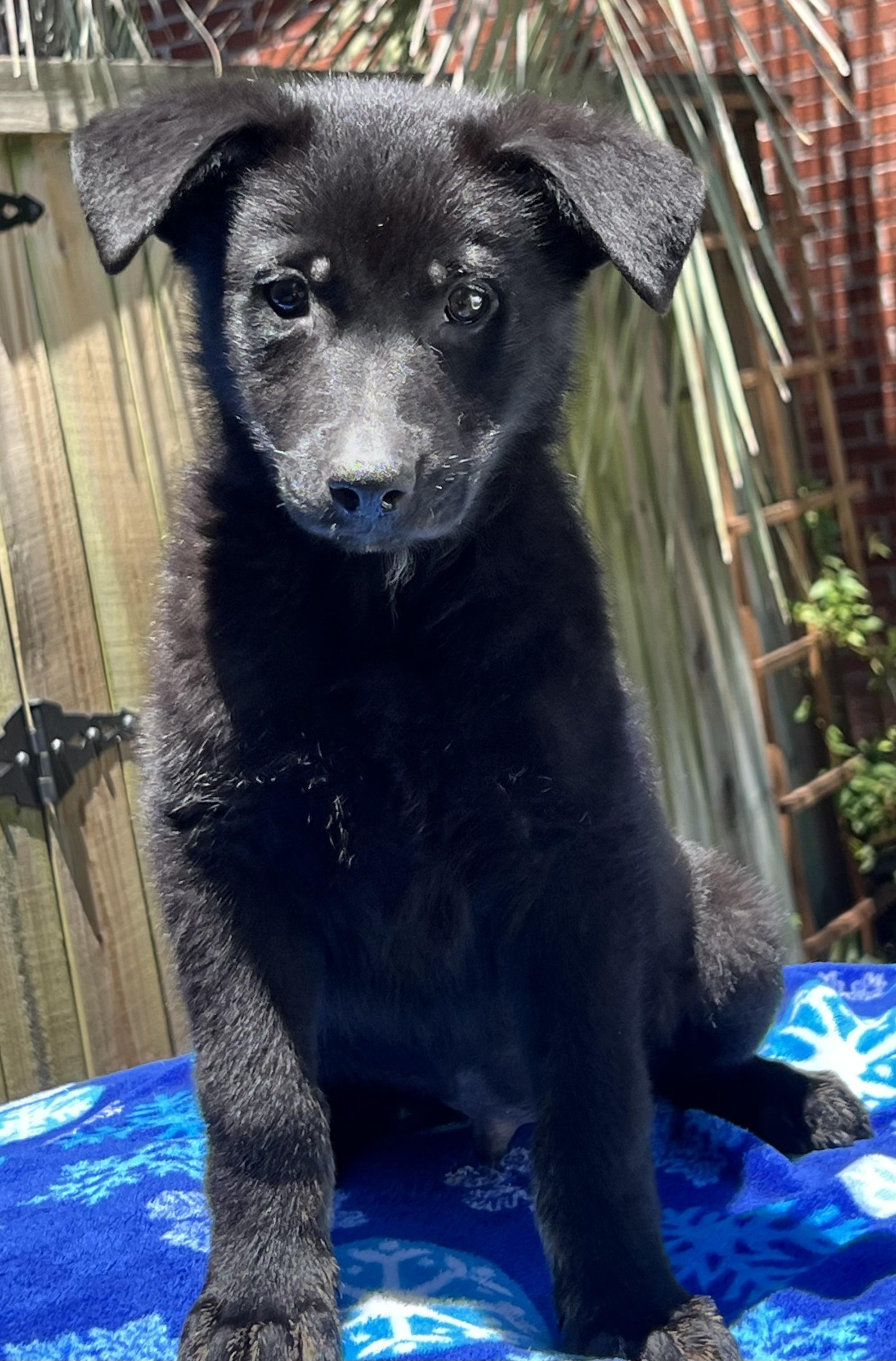 David, a ADOPTABLE mixed breed in Mt Pleasant, SC image 6/6