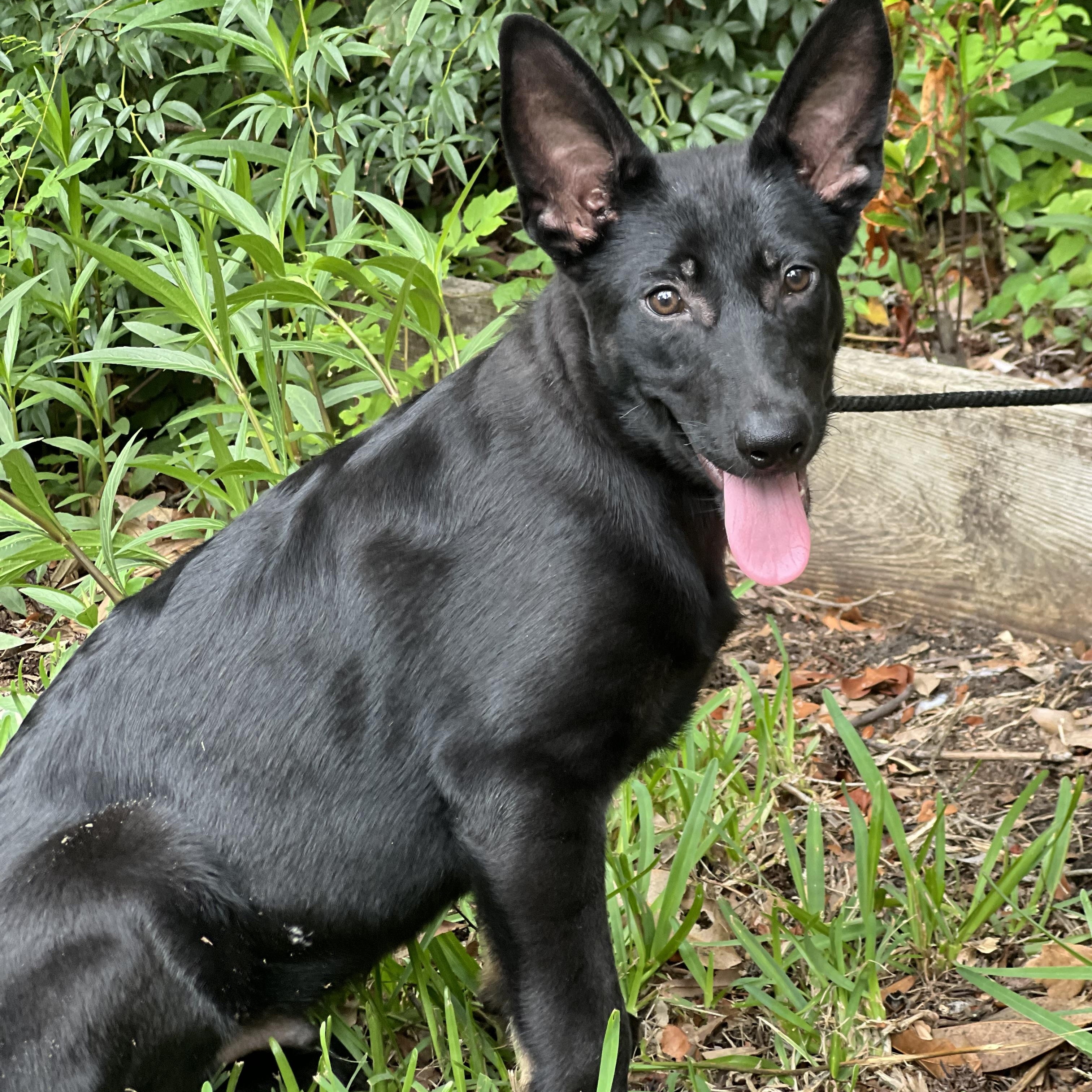 David, a ADOPTABLE mixed breed in Mt Pleasant, SC image 6/6
