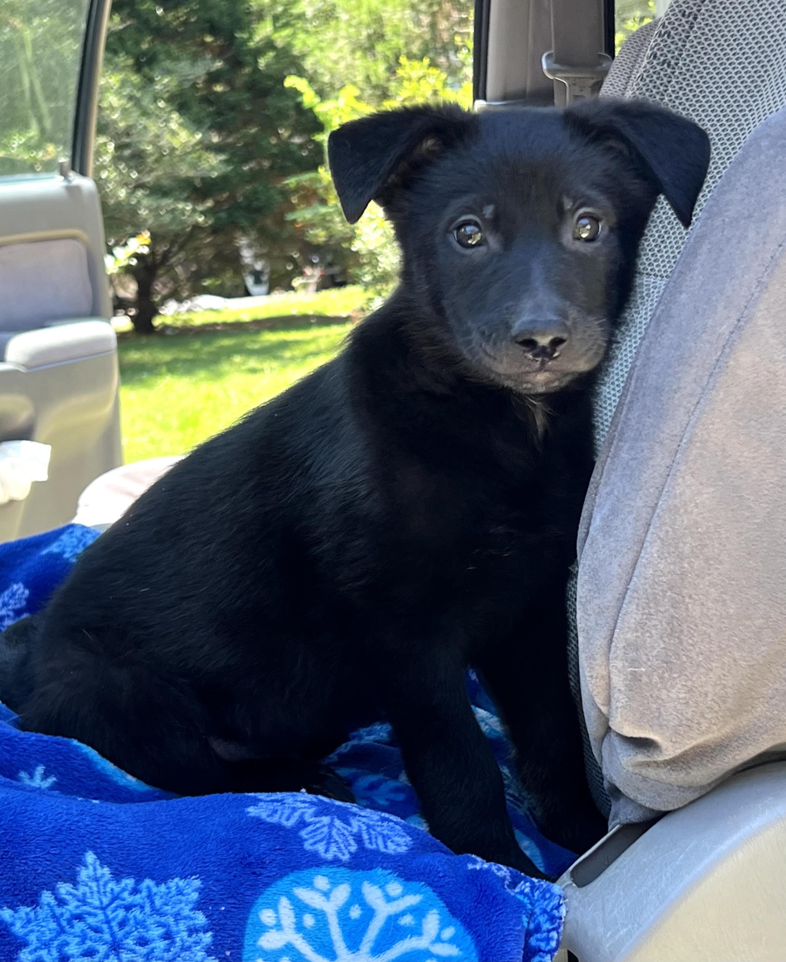 David, a ADOPTABLE mixed breed in Mt Pleasant, SC image 4/6