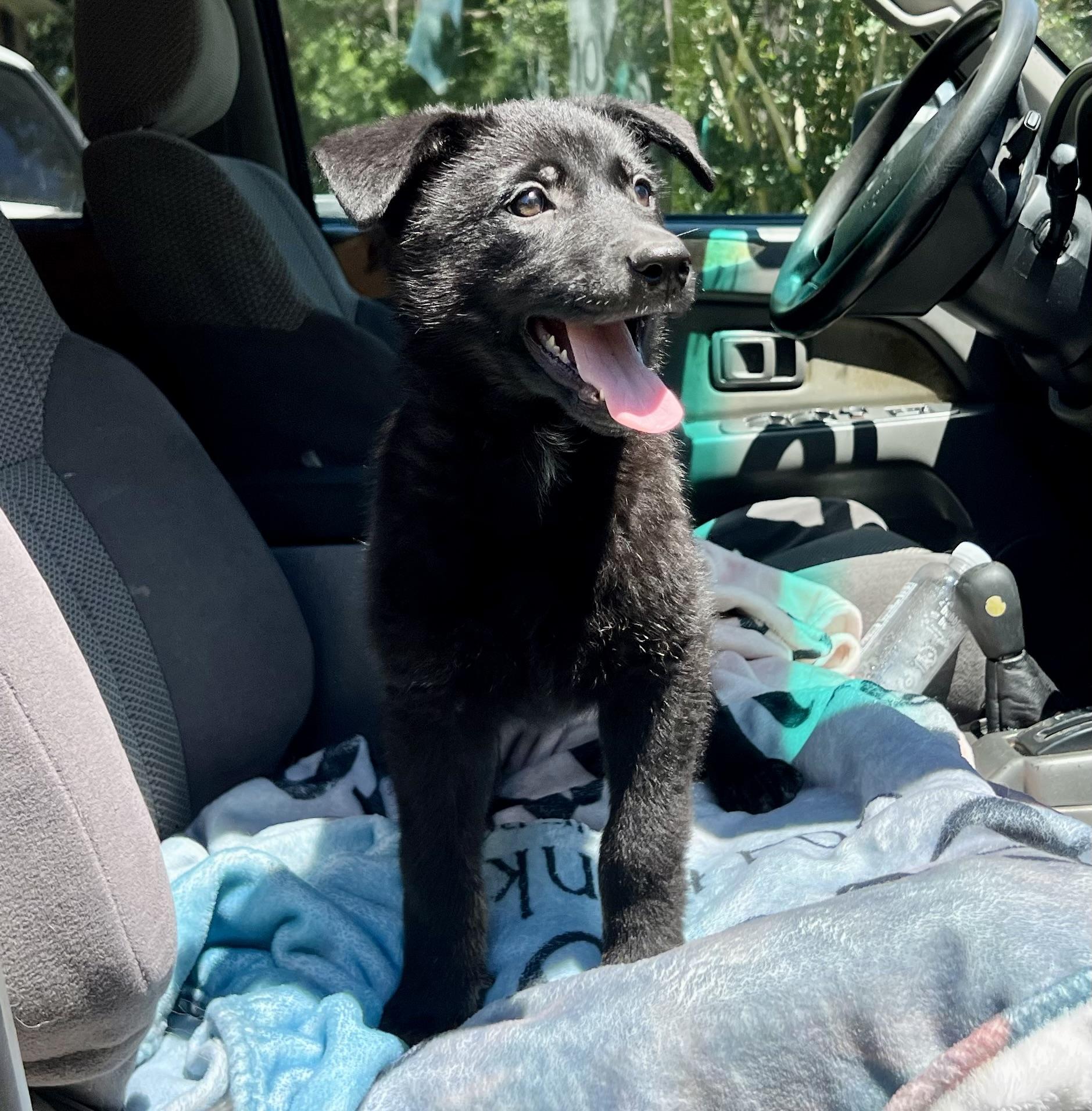 David, a ADOPTABLE mixed breed in Mt Pleasant, SC image 5/6