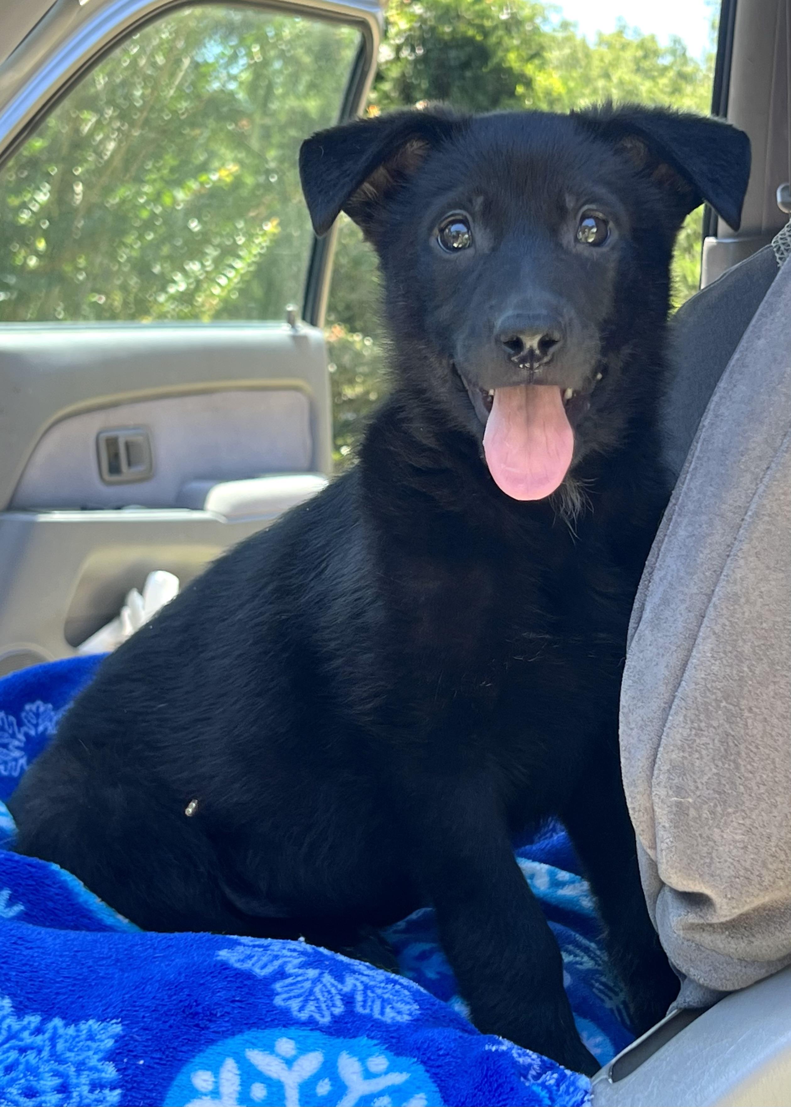 David, ADOPTABLE, Puppy Male Mixed Breed.