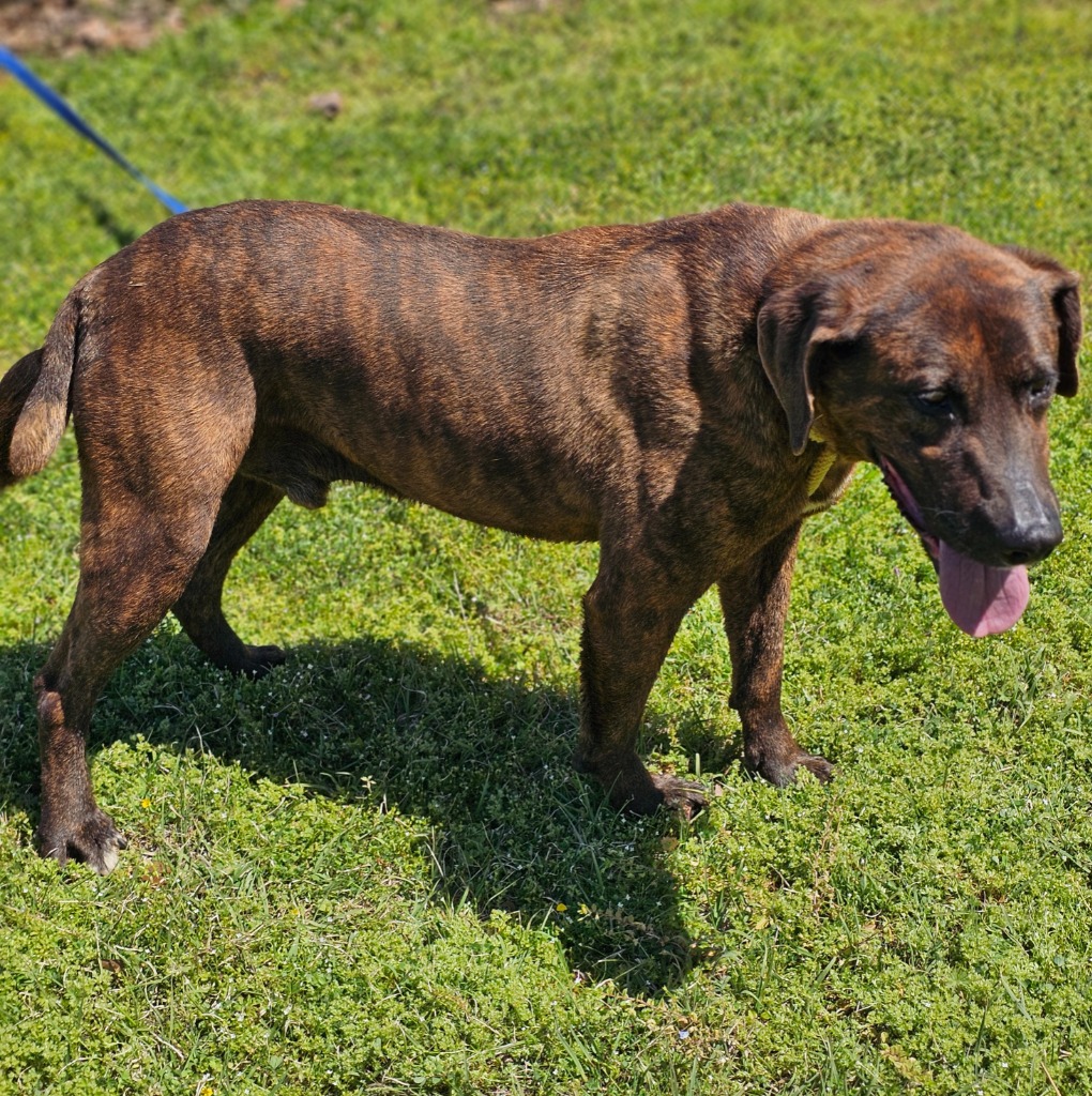Goofy, a Adoptable mixed breed in Manchester, CT image 1/4