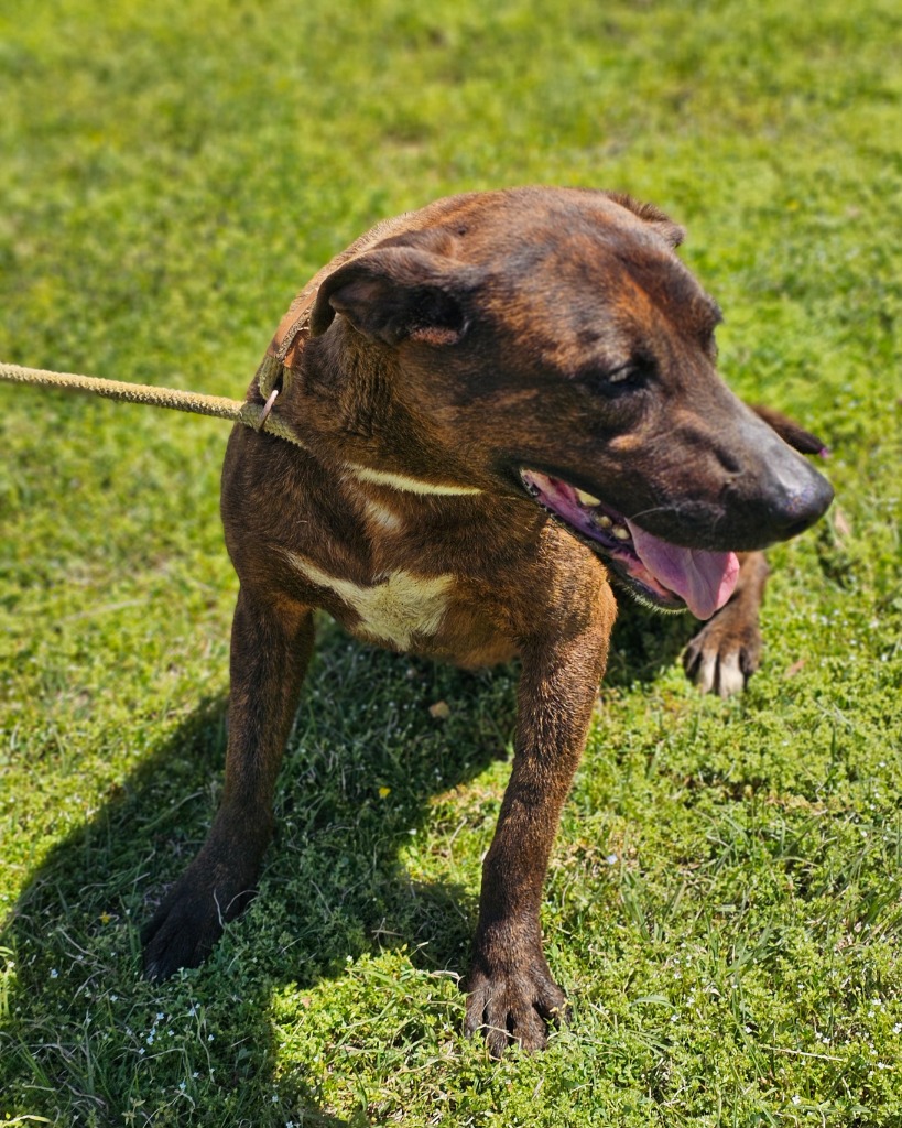 Goofy, a Adoptable mixed breed in Manchester, CT image 2/4