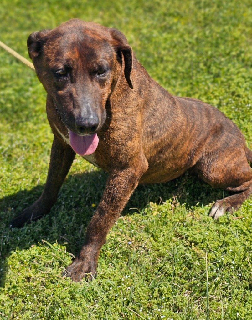 Goofy, a Adoptable mixed breed in Manchester, CT image 3/4