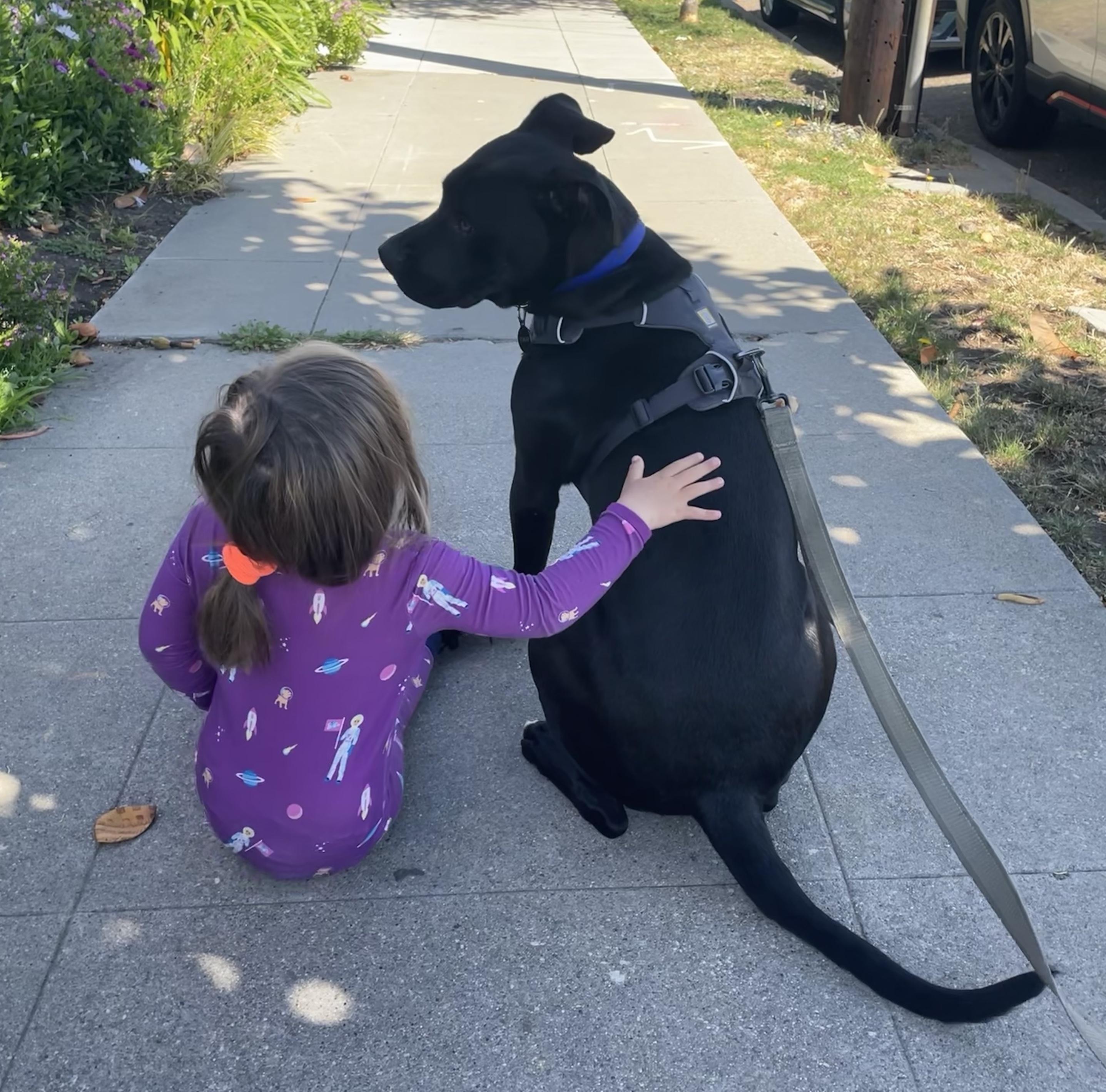 Enlarge Jet, a Adoptable mixed breed in Roseville, CA image 2/6