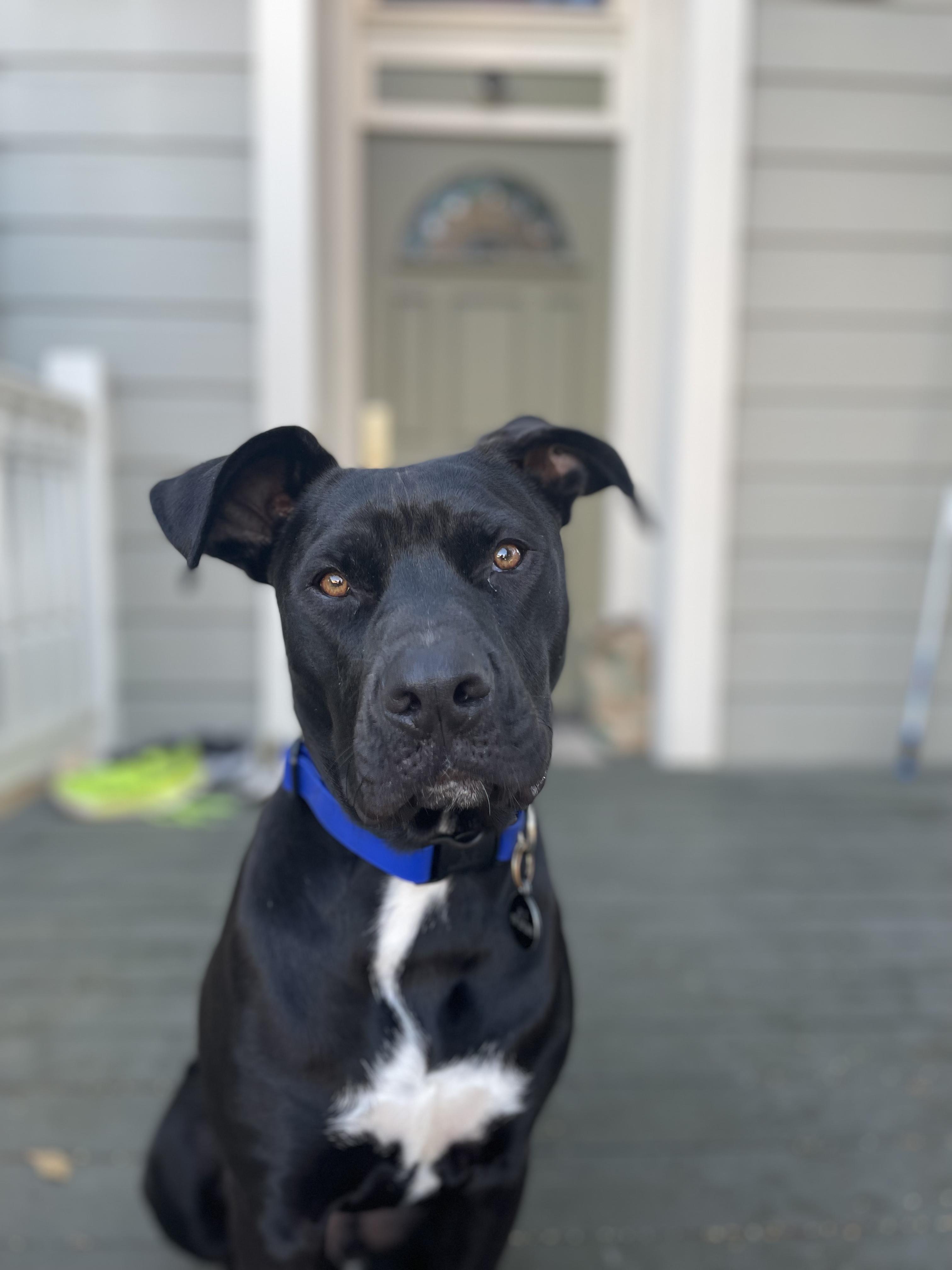 Enlarge Jet, a Adoptable mixed breed in Roseville, CA image 4/6