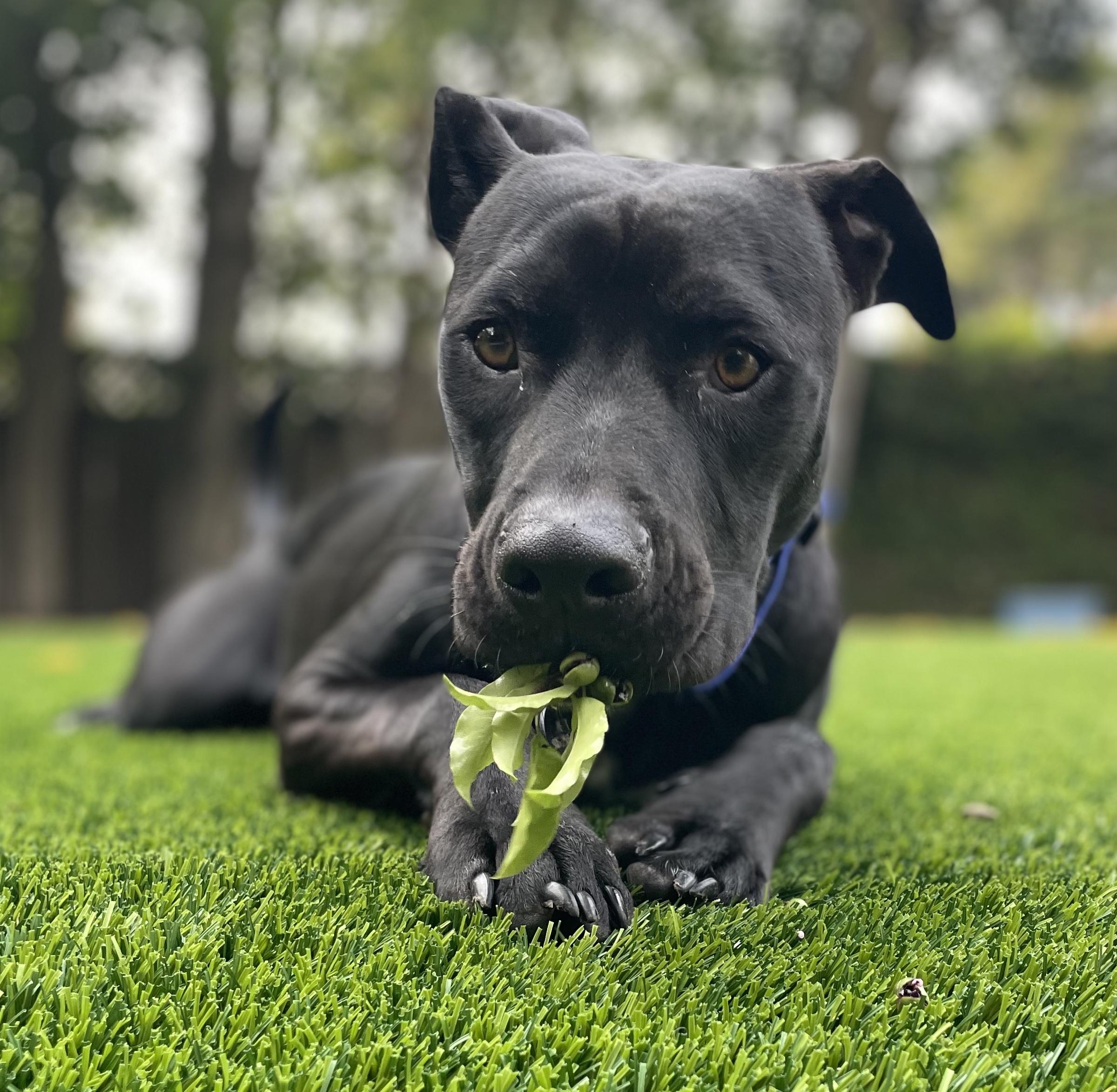 Enlarge Jet, a Adoptable mixed breed in Roseville, CA image 1/6
