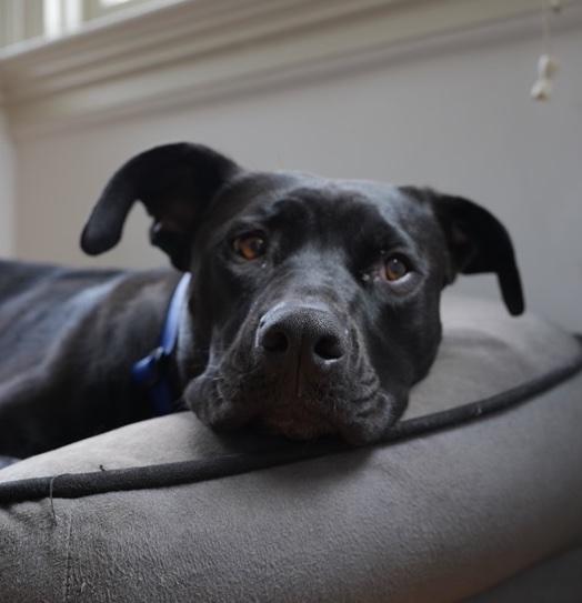 Enlarge Jet, a Adoptable mixed breed in Roseville, CA image 6/6