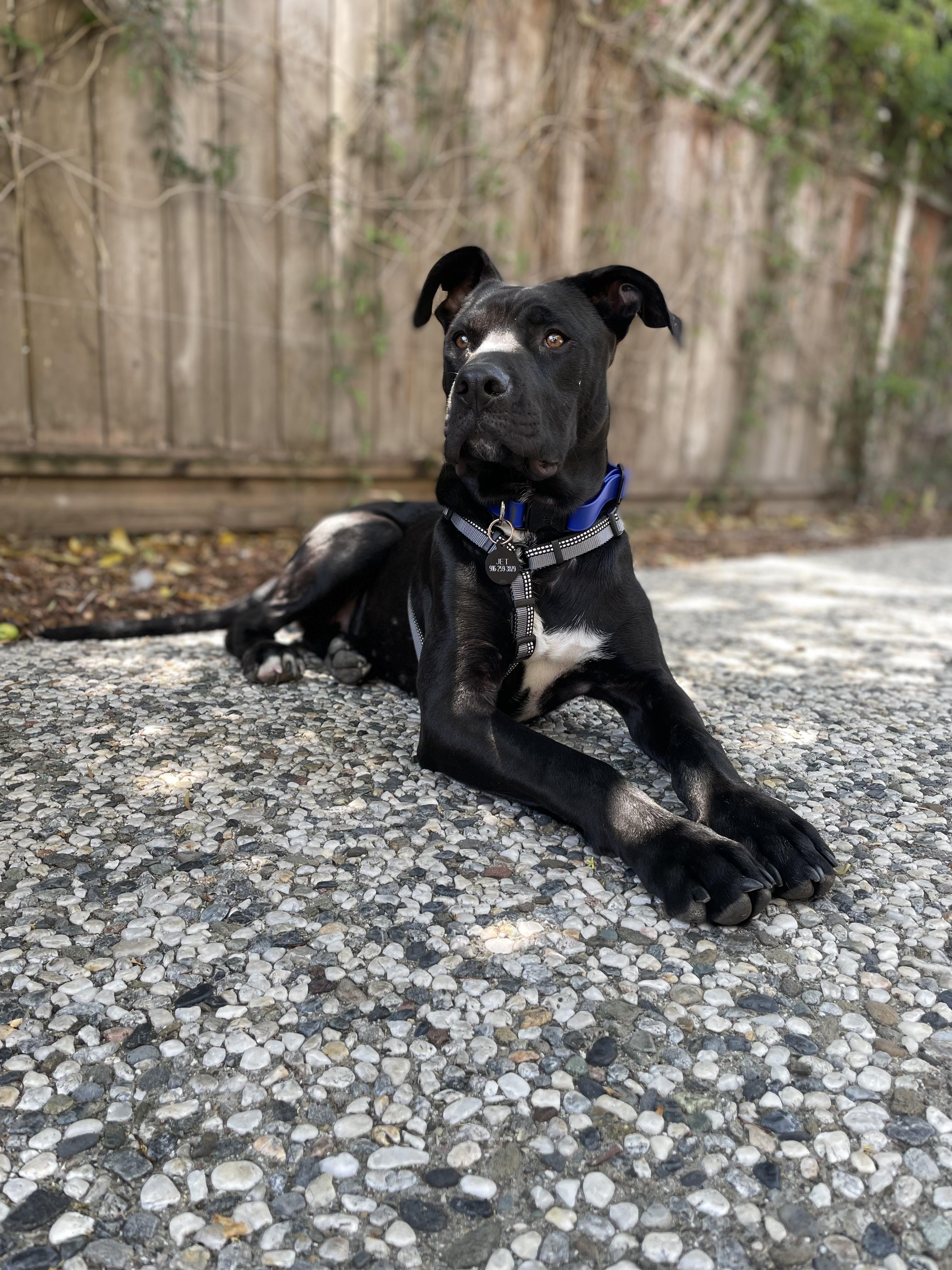 Enlarge Jet, a Adoptable mixed breed in Roseville, CA image 5/6
