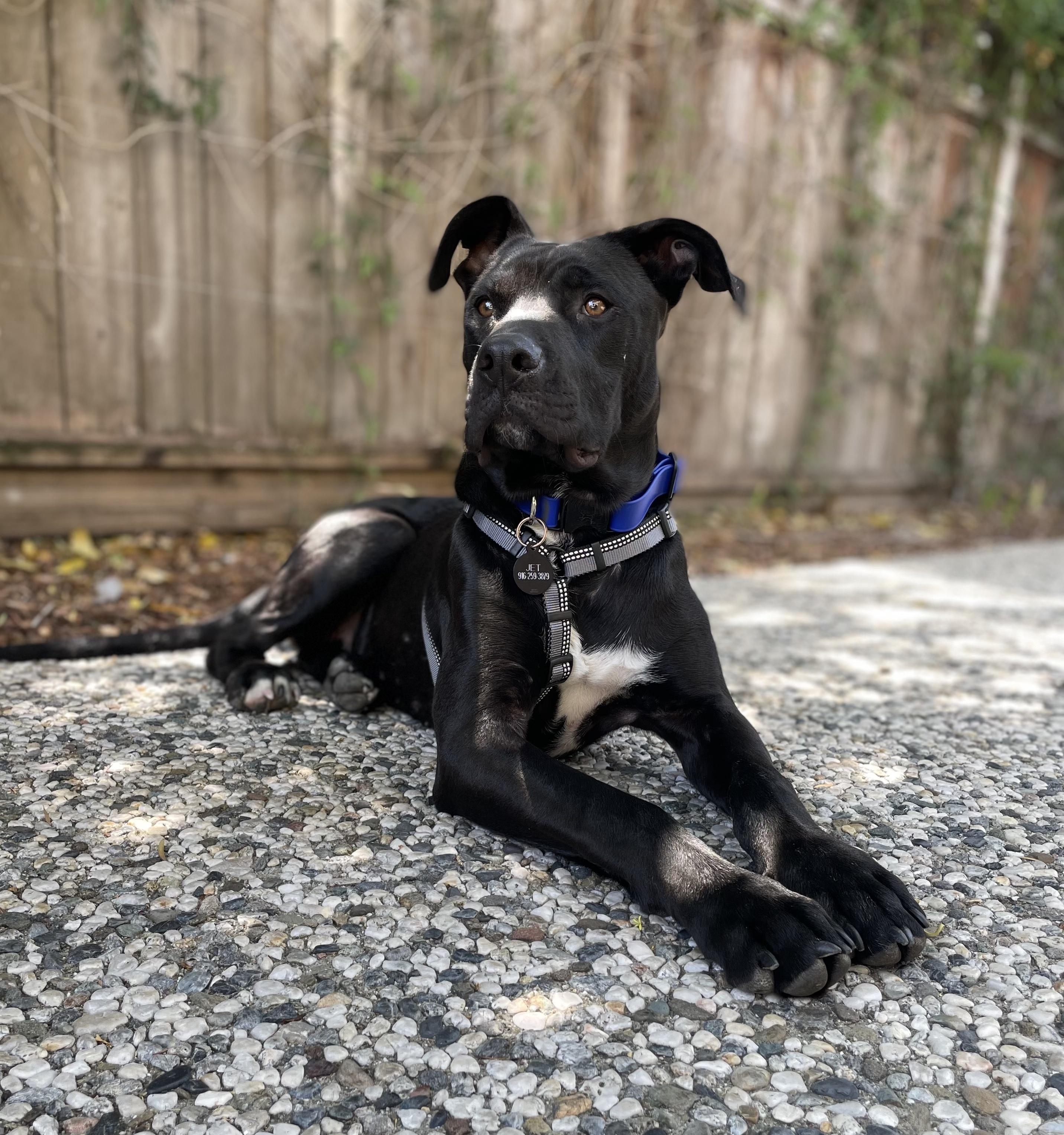 Enlarge Jet, a Adoptable mixed breed in Roseville, CA image 5/6